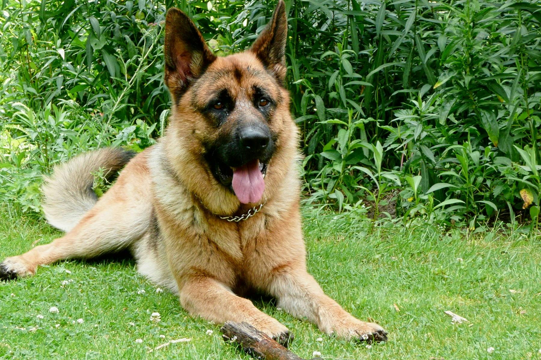 Top Dog Sitters and Boarders in Iowa City, IA Wag!