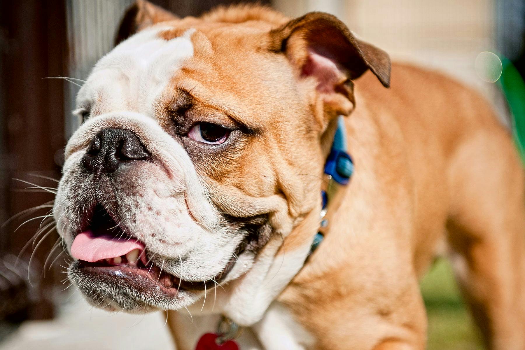 Top Dog Sitters and Boarders in Jacksonville, FL Wag!