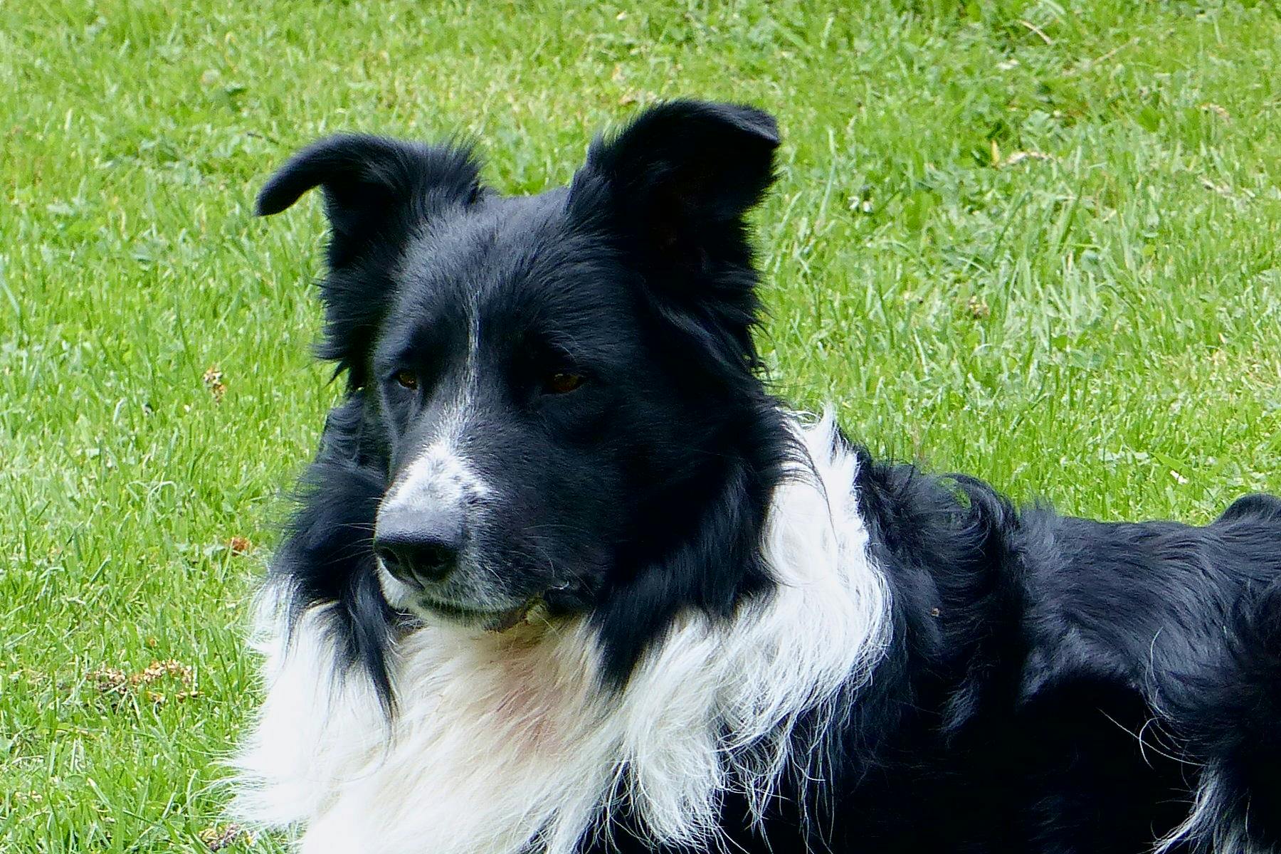 Top Dog Sitters and Boarders in Jacksonville, FL Wag!