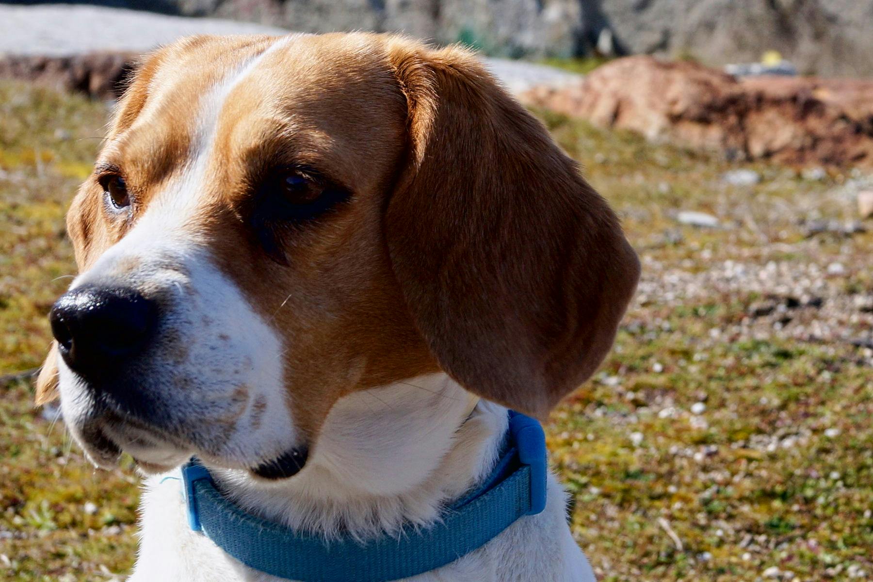 Top Dog Sitters and Boarders in Jacksonville, FL Wag!