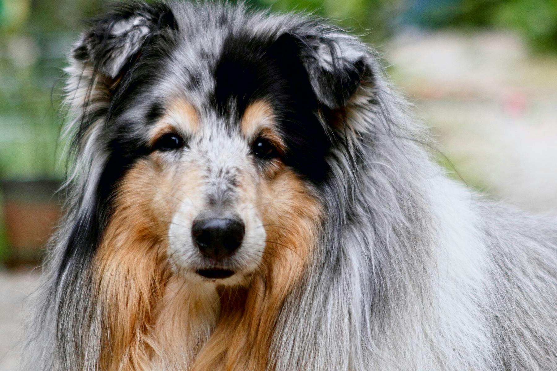 Top Dog Sitters and Boarders in Jersey City, NJ Wag!