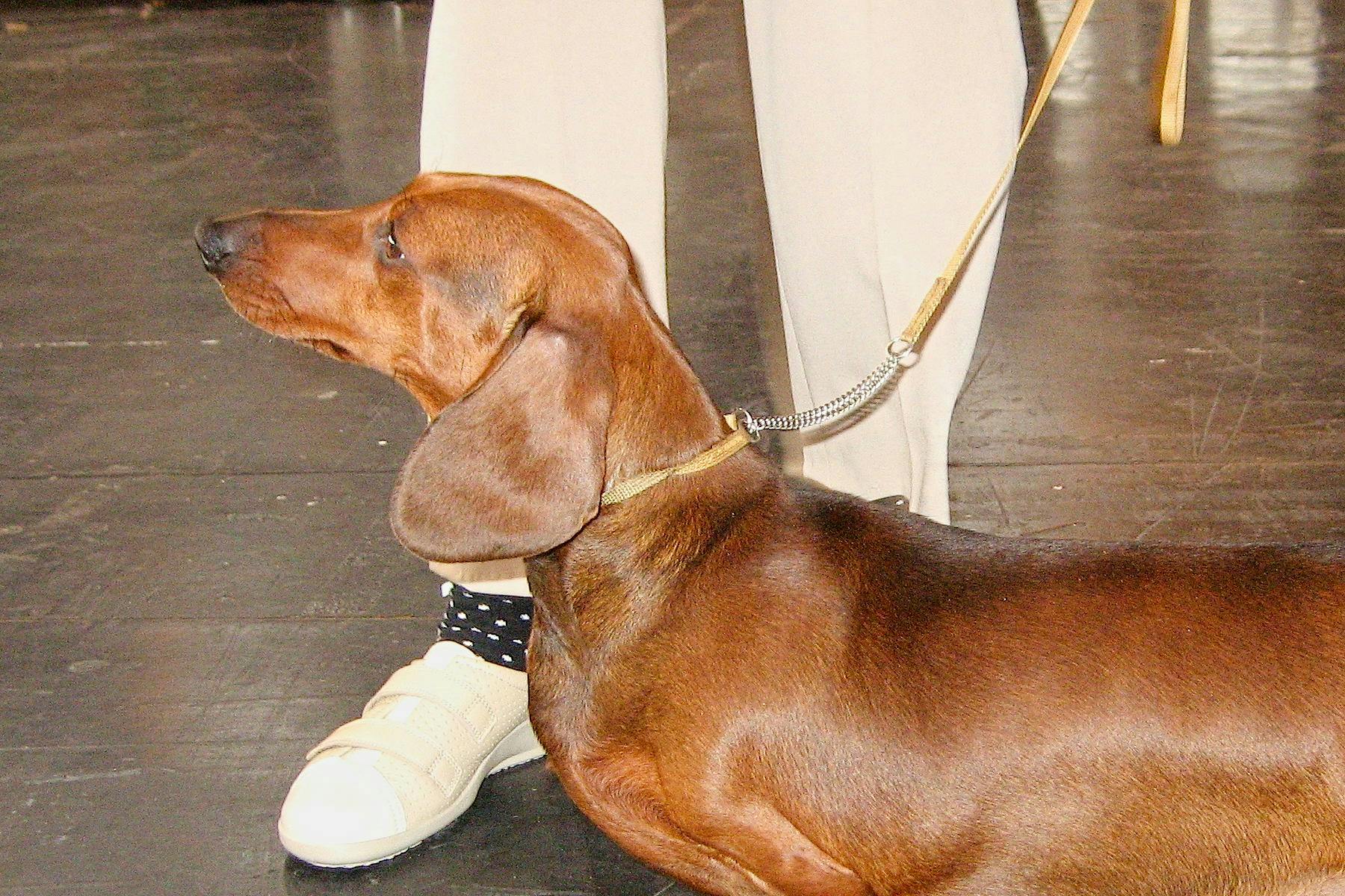 Top Dog Sitters and Boarders in Jersey City, NJ Wag!