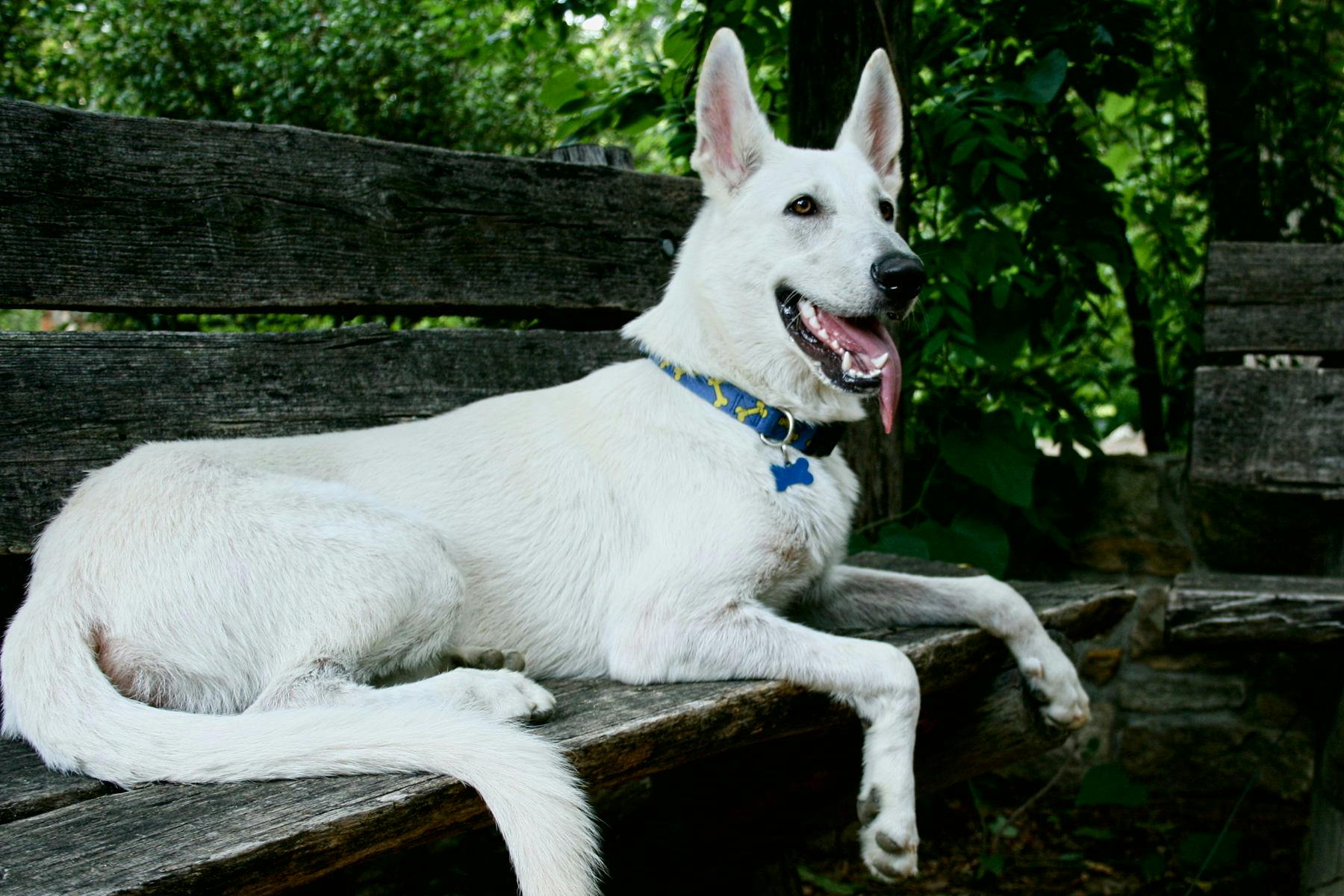 Top Dog Sitters and Boarders in Jersey City, NJ Wag!