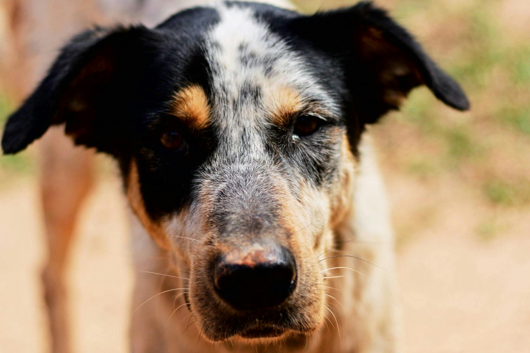 Top Dog Sitters and Boarders in Kansas City, KS Wag!