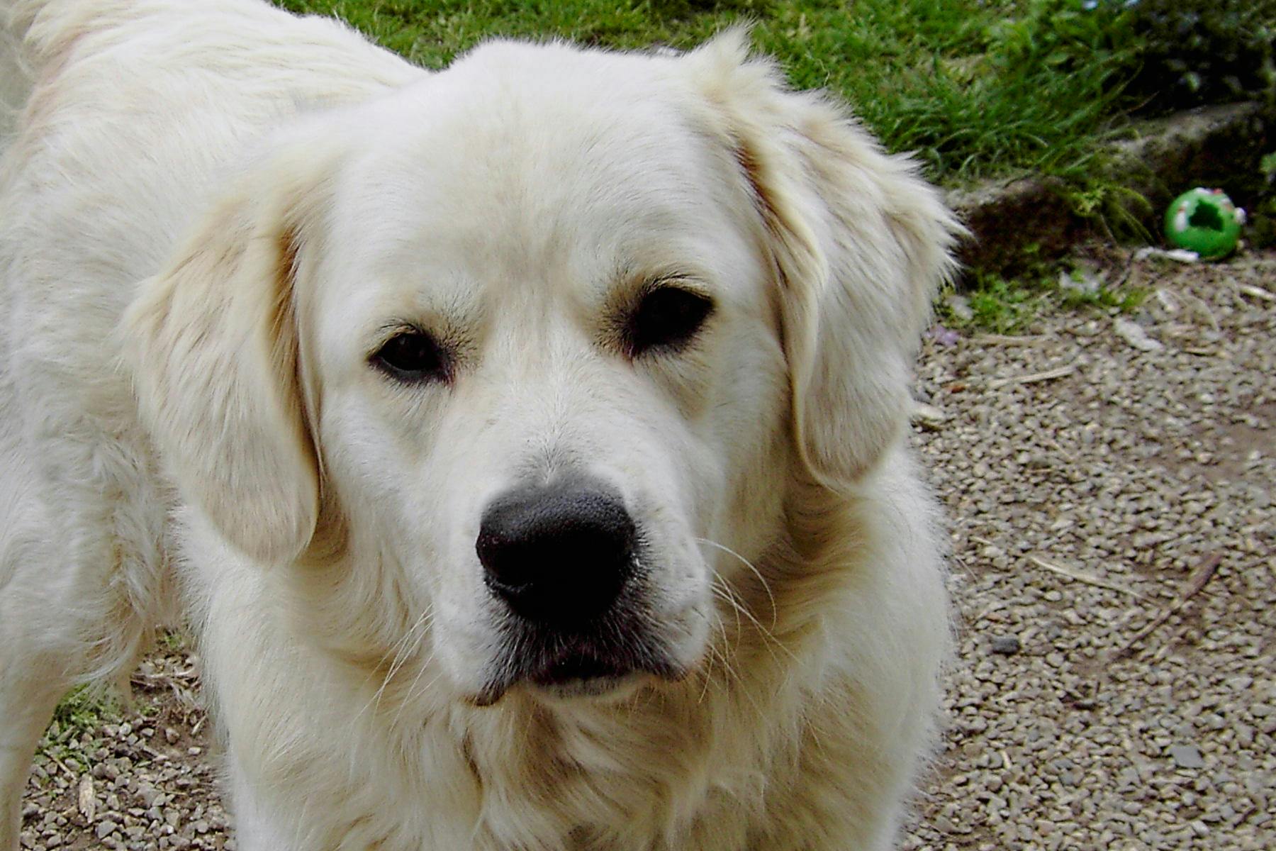 Top Dog Sitters and Boarders in Kansas City, KS Wag!