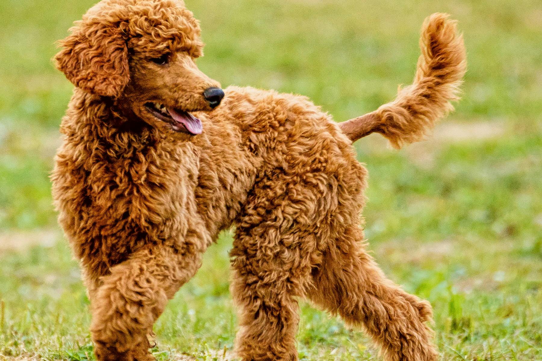 Top Dog Sitters and Boarders in Kansas City, KS Wag!