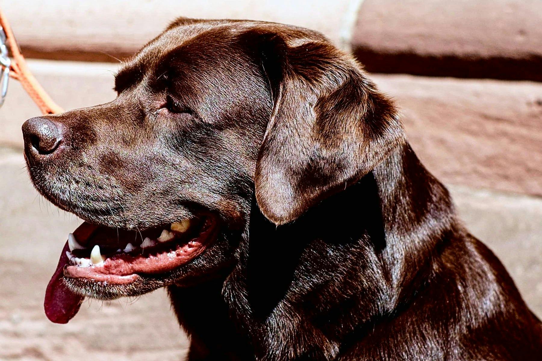 Top Dog Sitters and Boarders in Kansas City, KS Wag!