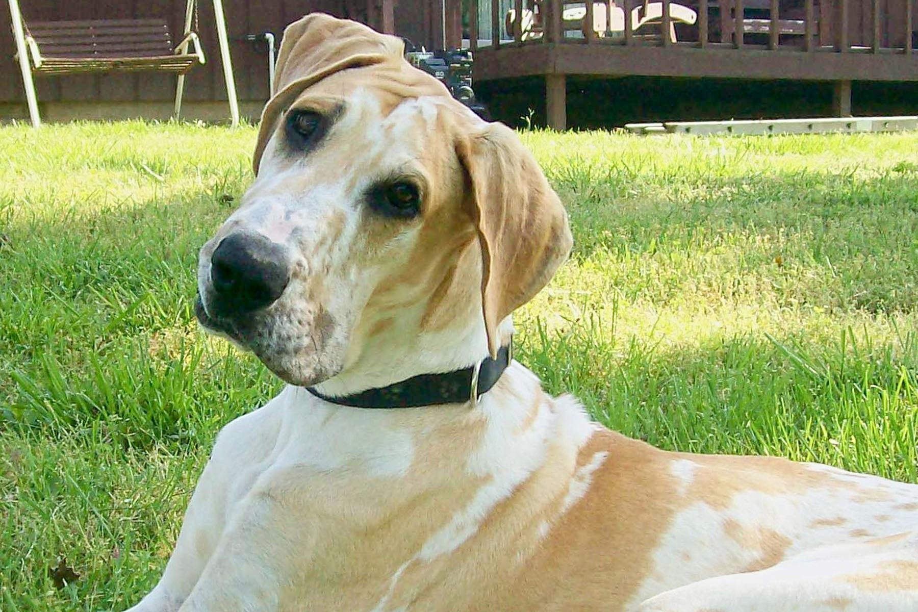 Top Dog Sitters and Boarders in Kansas City, KS Wag!