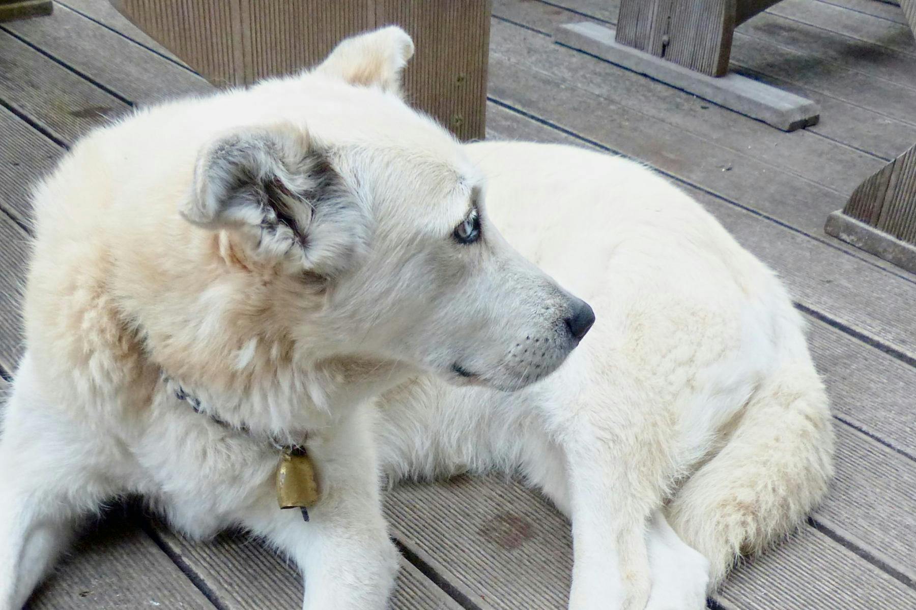 Top Dog Sitters and Boarders in Key West, FL 33040 Wag!