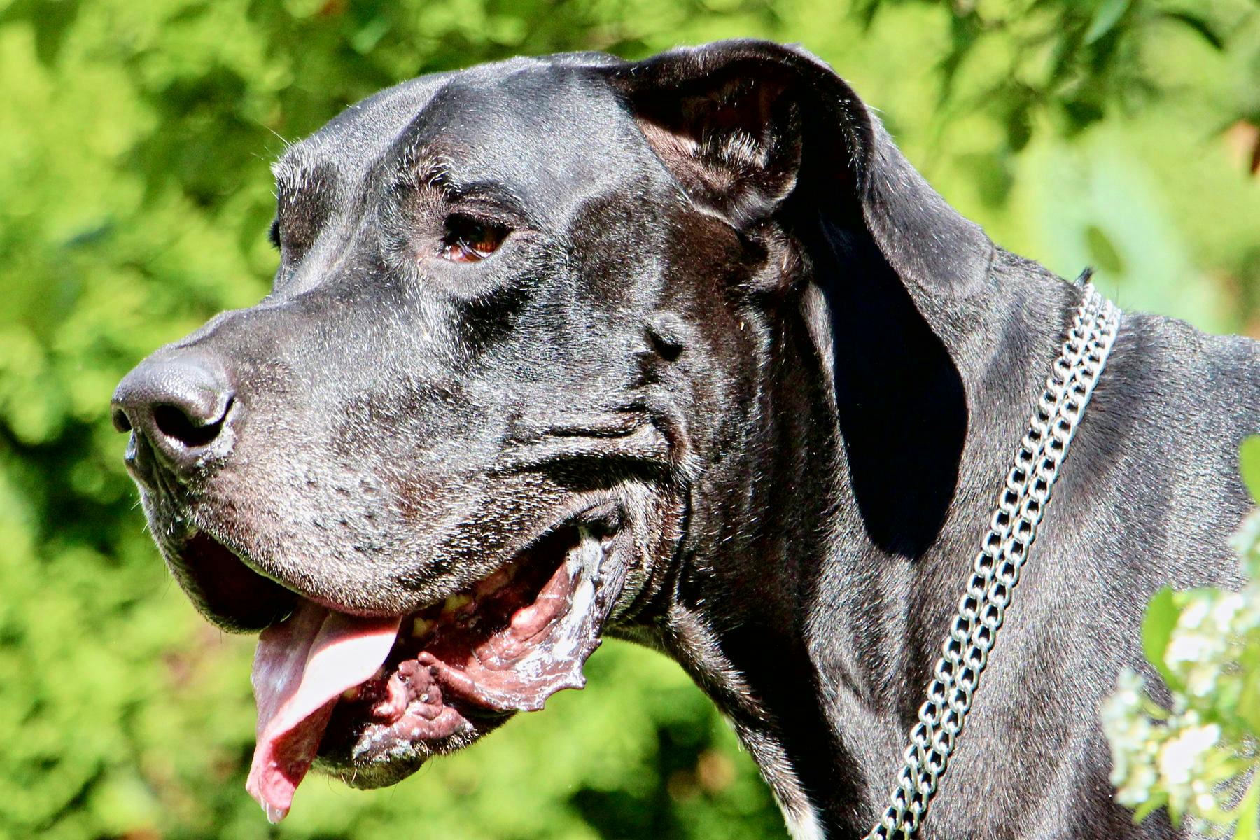 Top Dog Sitters and Boarders in Key West, FL 33040 Wag!