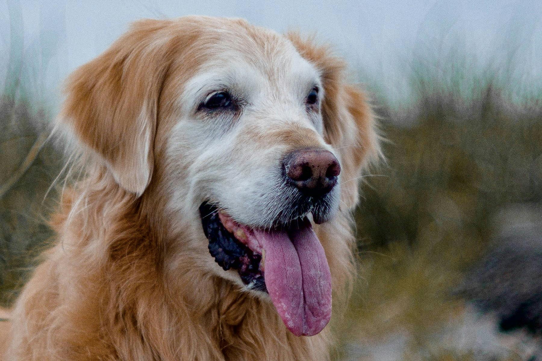 Top Dog Sitters and Boarders in Las Vegas, NV Wag!