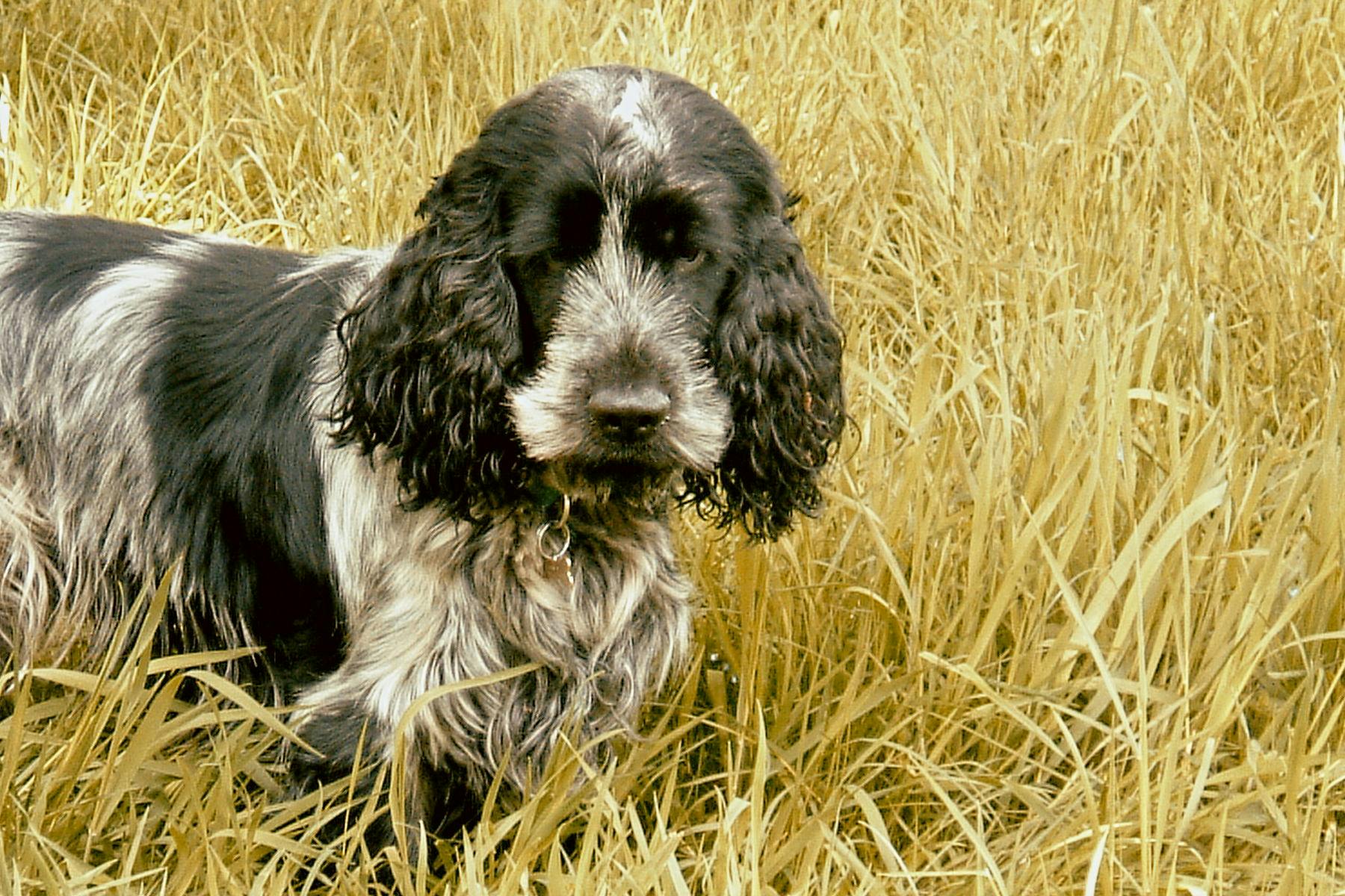 Top Dog Sitters and Boarders in Las Vegas, NV Wag!