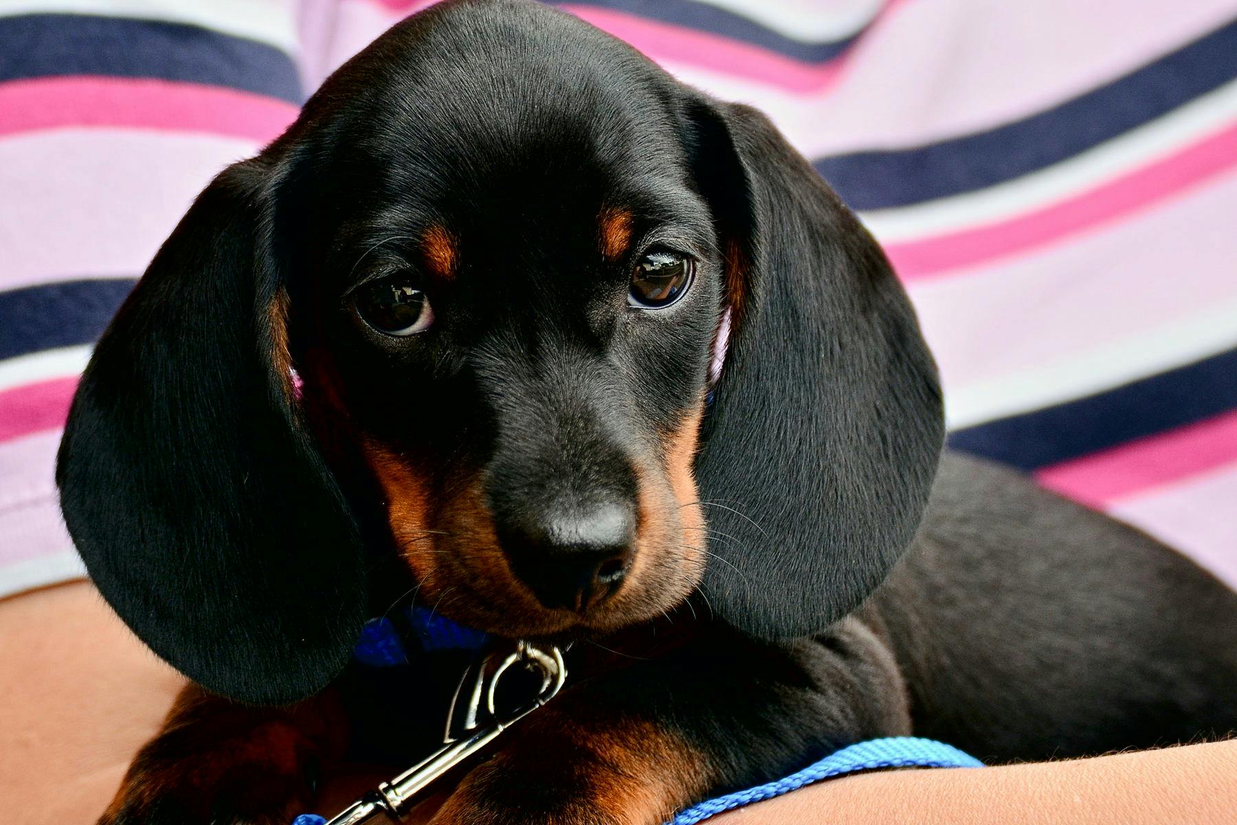 Top Dog Sitters and Boarders in Las Vegas, NV Wag!