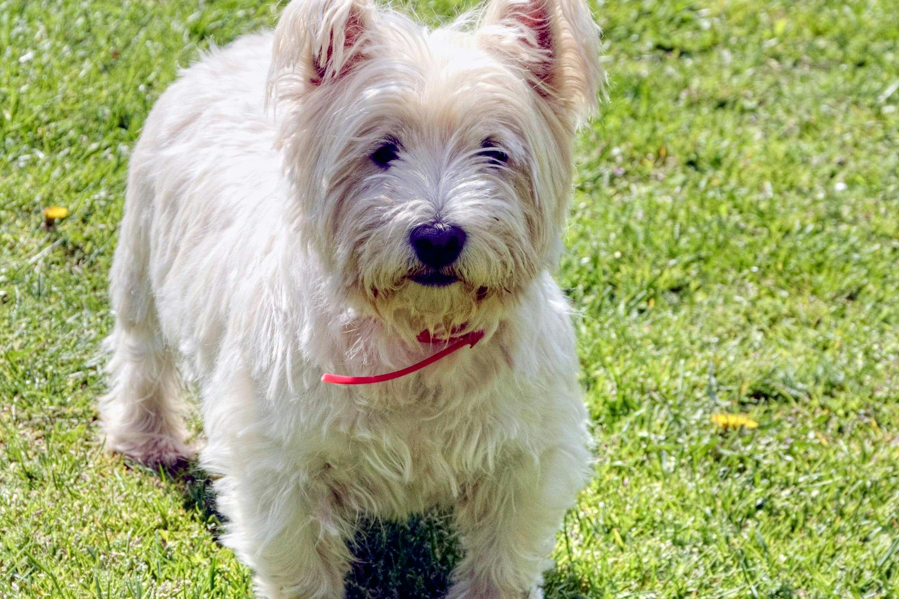 Pet Photos with Santa