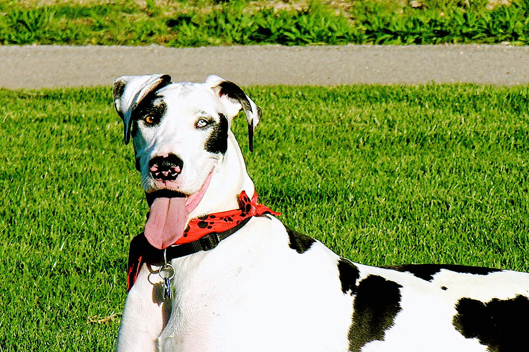 Top Dog Sitters and Boarders in Baton Rouge, LA Wag!