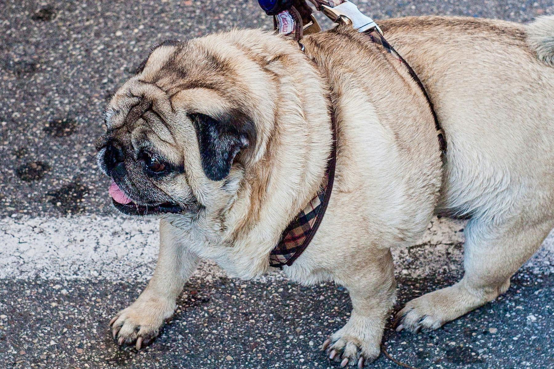 Top Dog Sitters and Boarders in Baton Rouge, LA Wag!