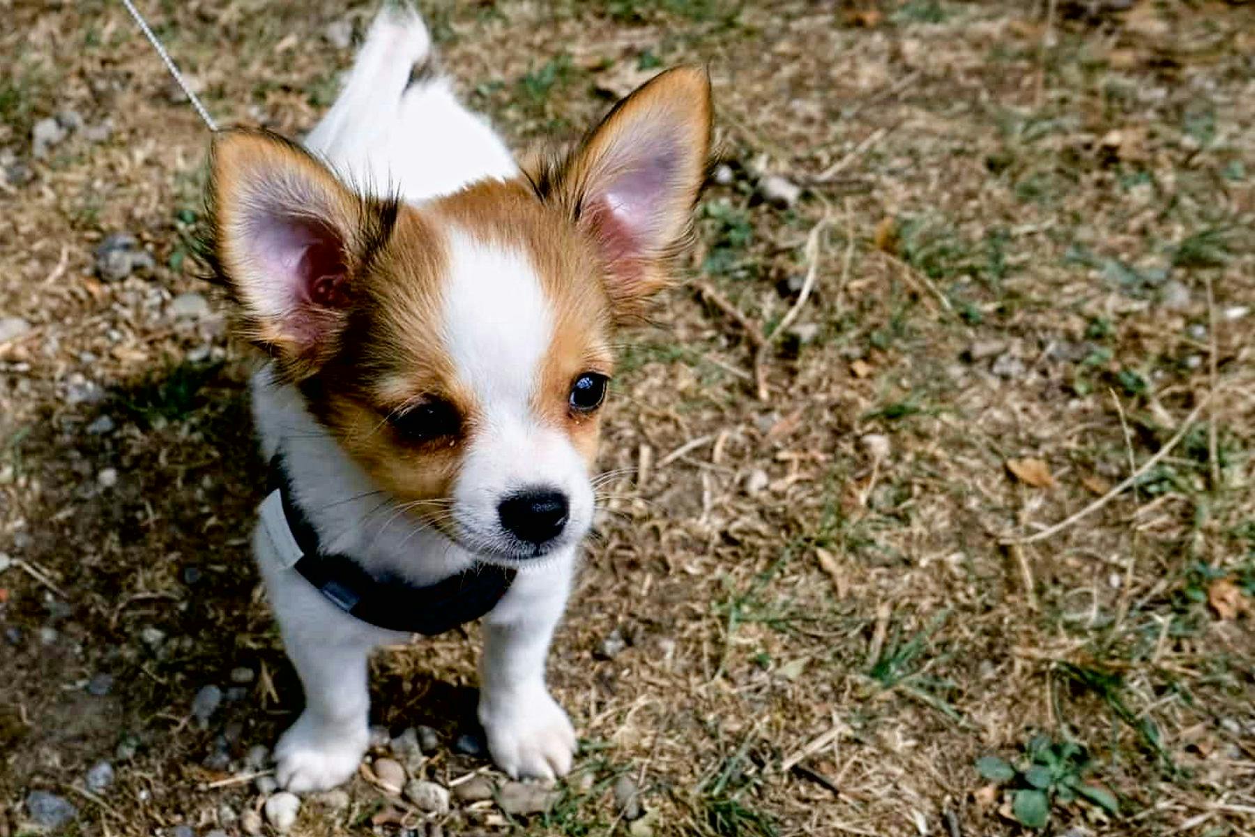 Top Dog Sitters and Boarders in Louisville, KY Wag!