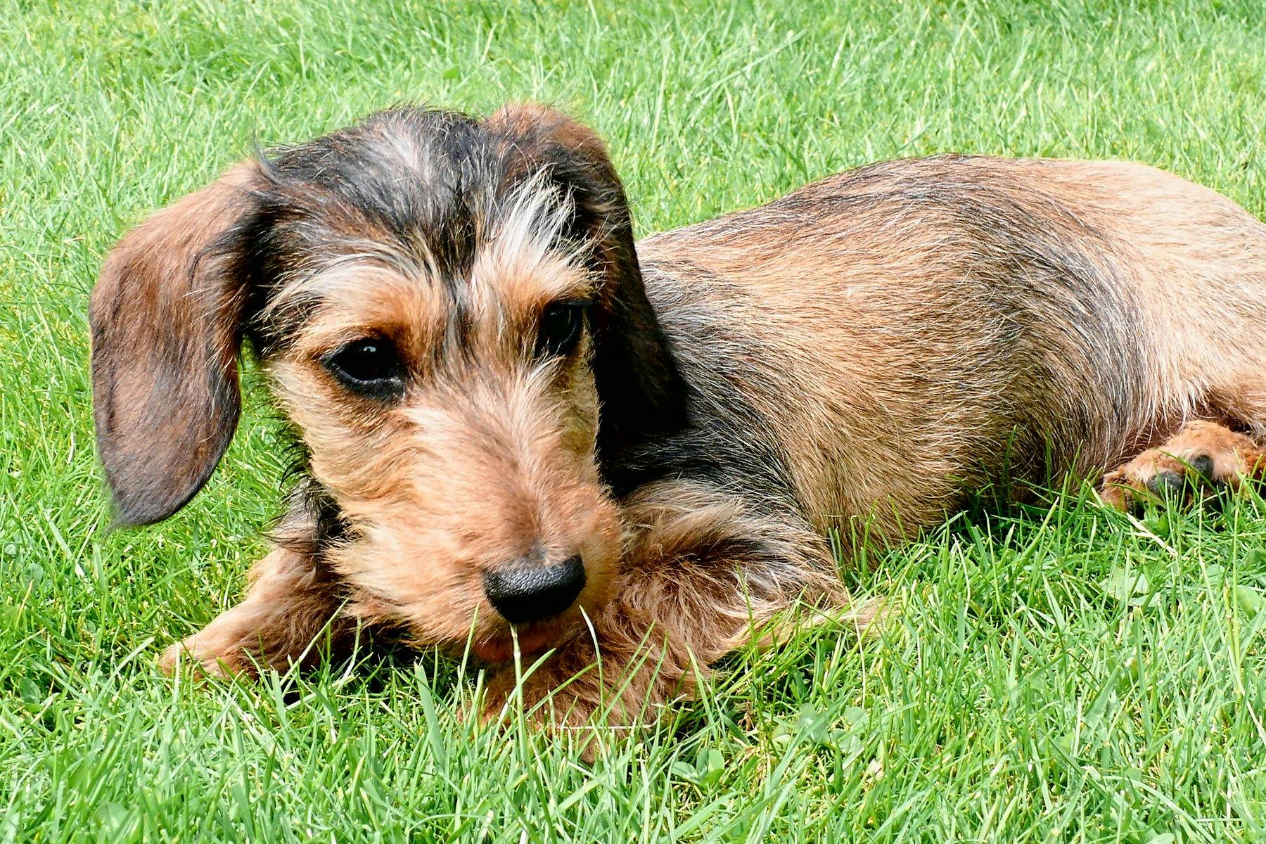 Top Dog Sitters and Boarders in Madison, WI Wag!