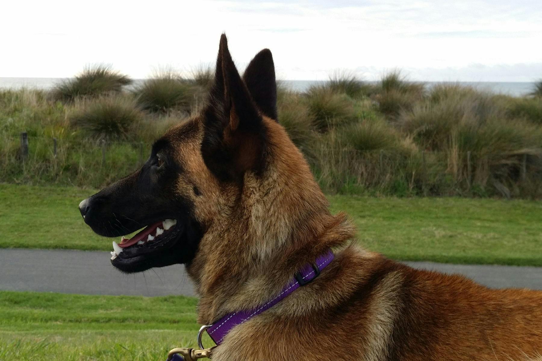 Chippewa Inlet Trail