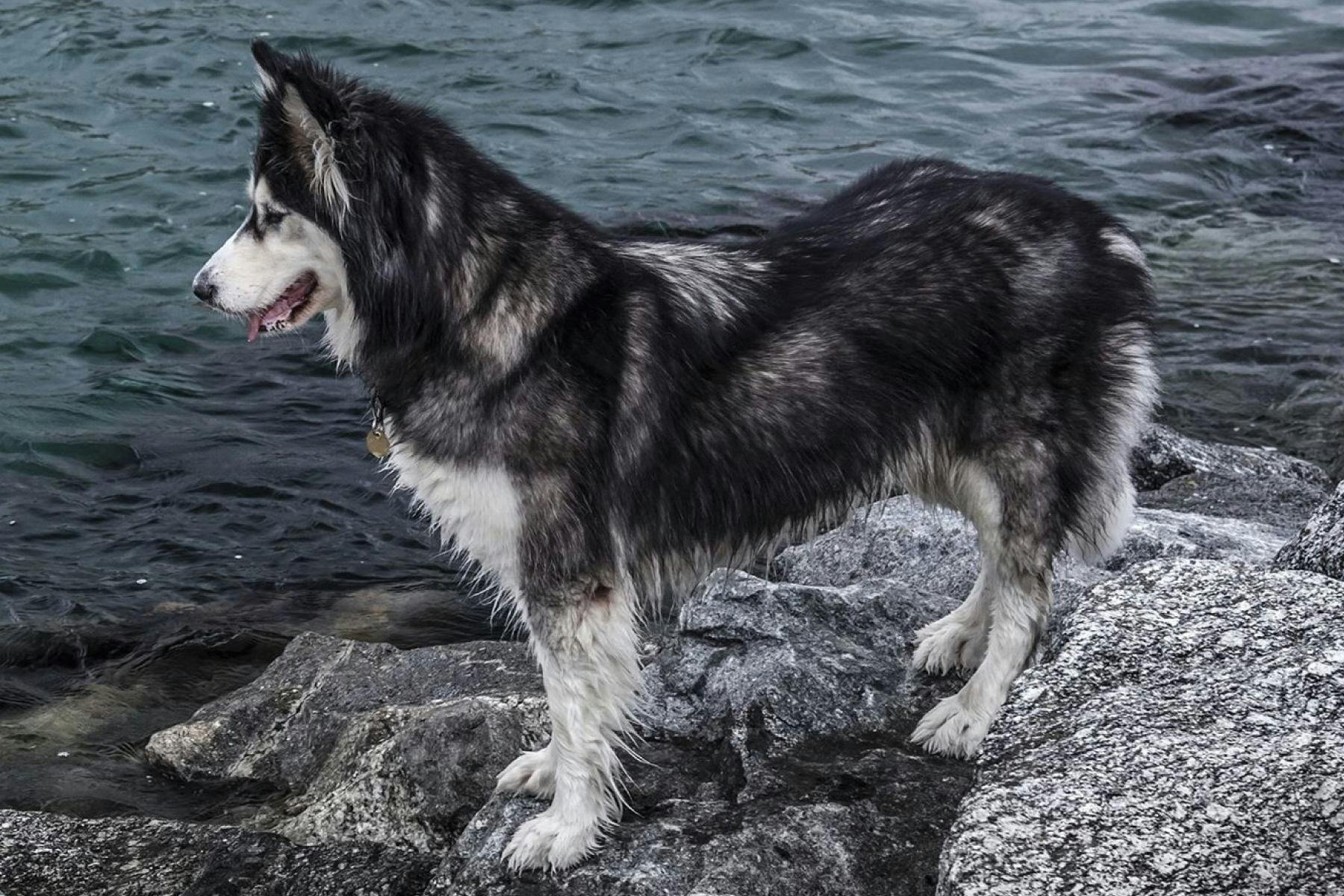 Top Dog Sitters and Boarders in Memphis, TN Wag!