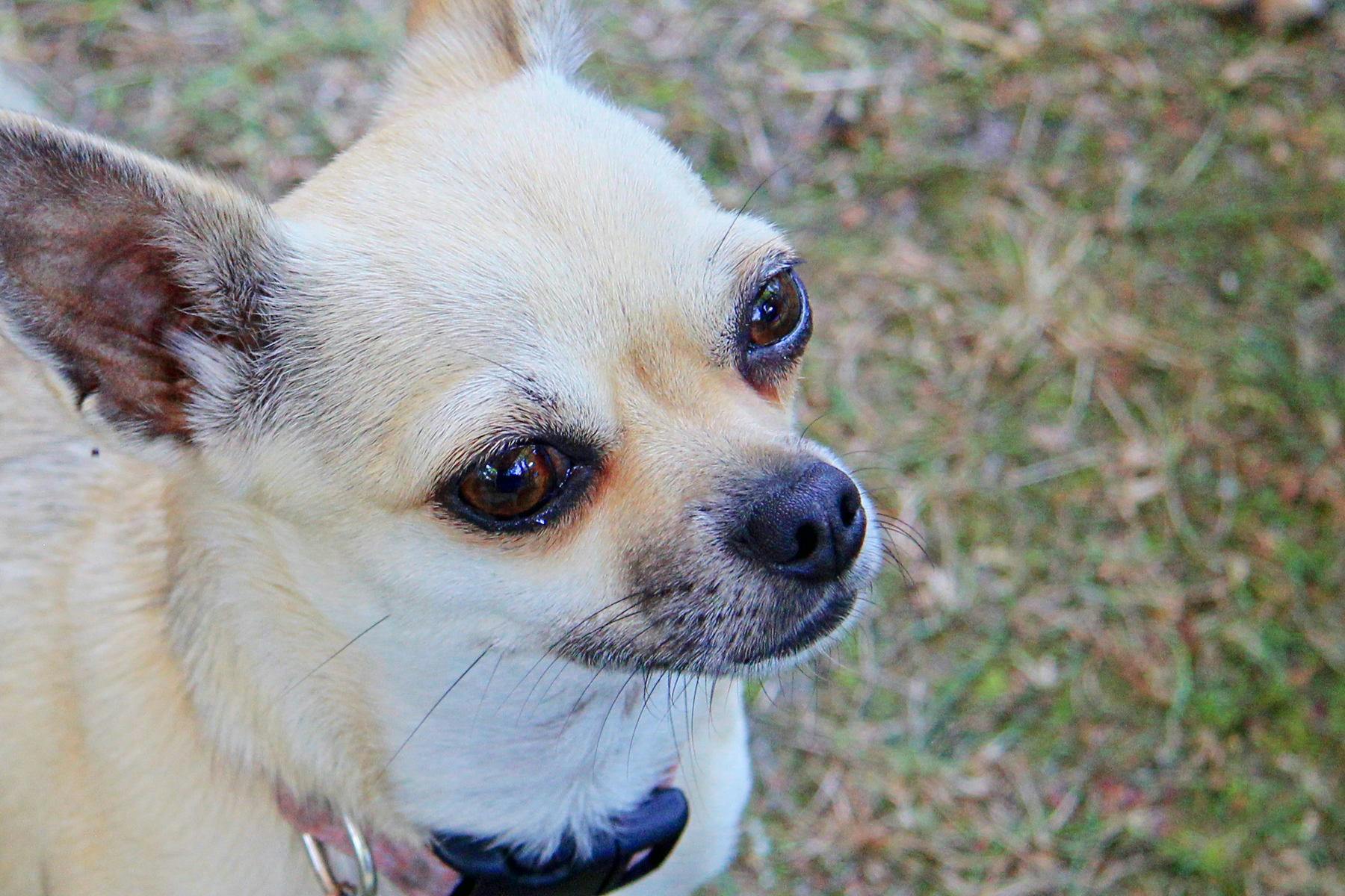 Top Dog Sitters and Boarders in Miami Beach, FL Wag!