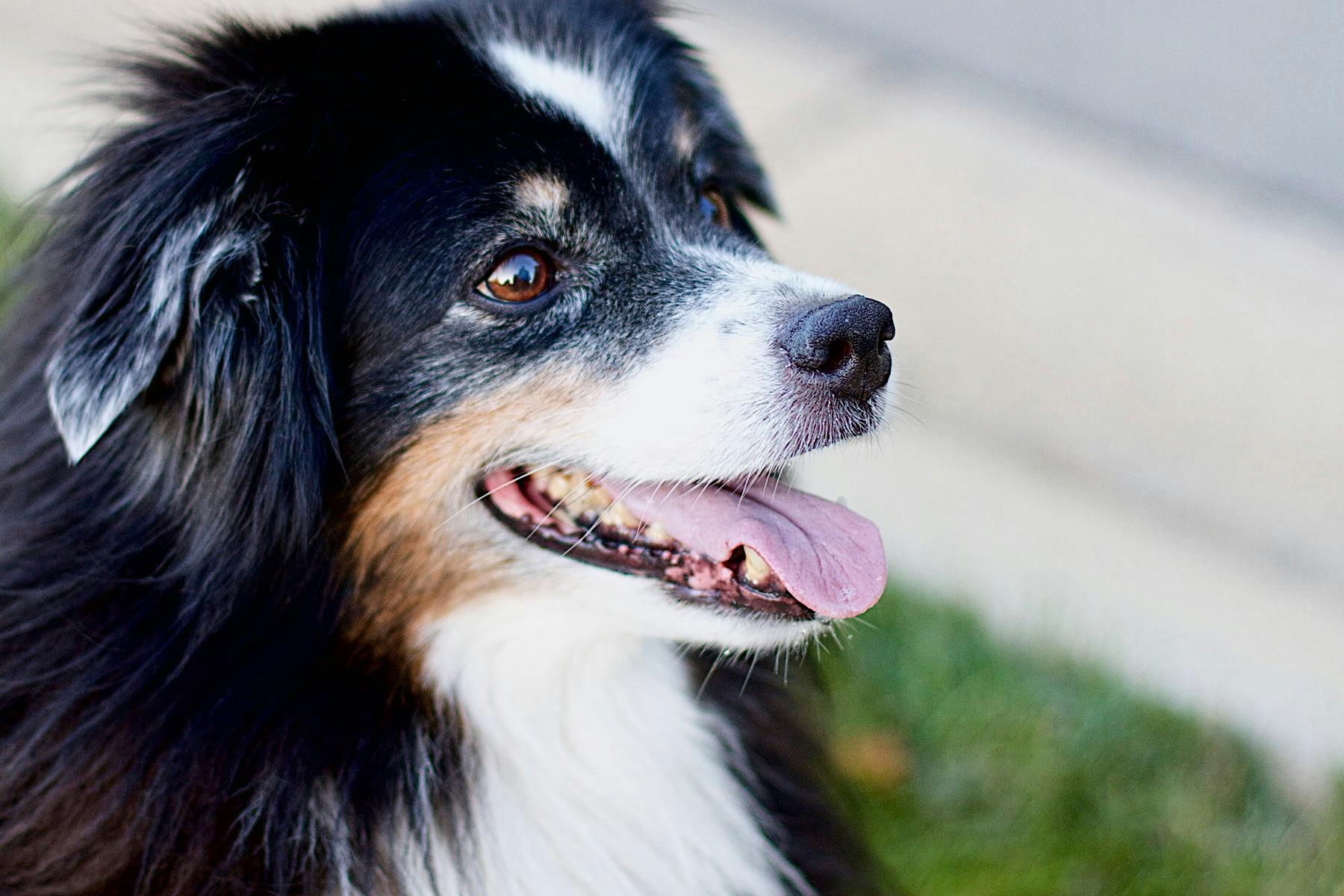 Top Dog Sitters and Boarders in Miami Beach, FL Wag!