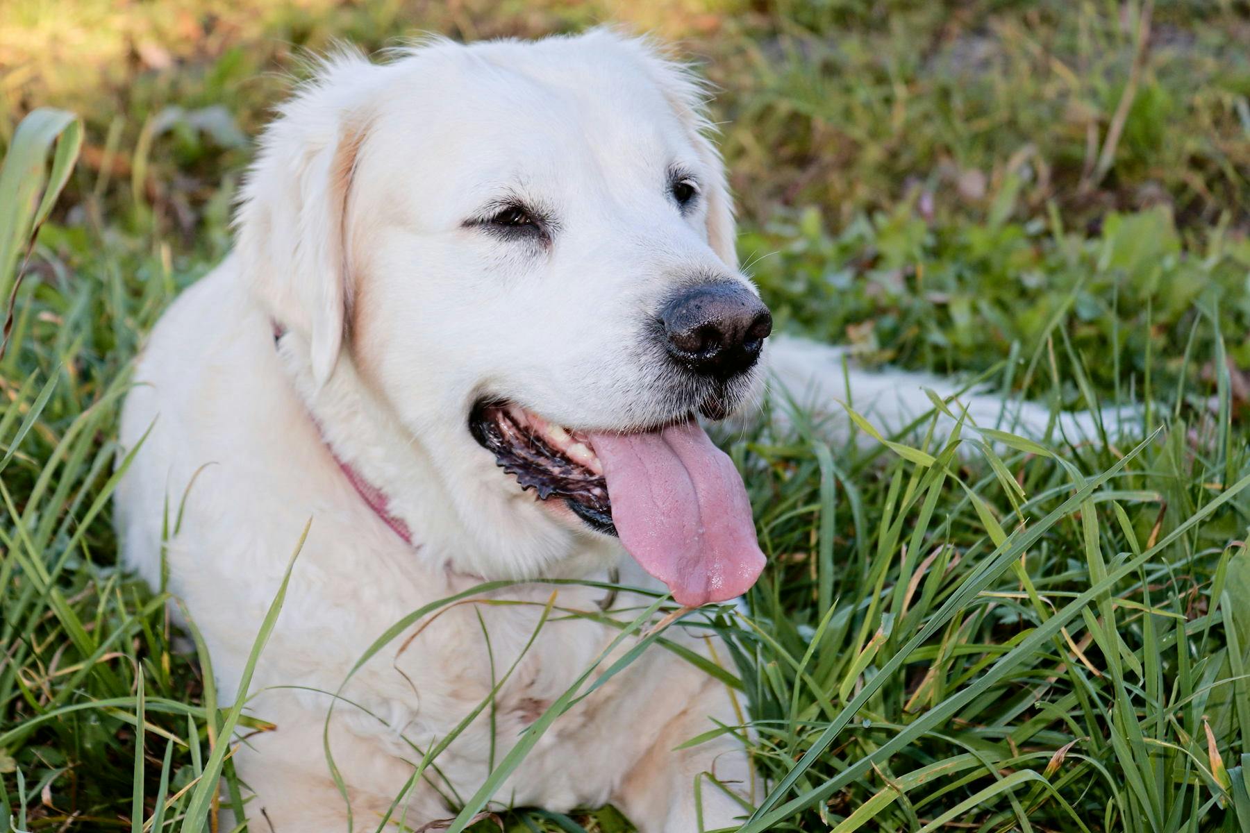 Top Dog Sitters and Boarders in Miami Beach, FL Wag!