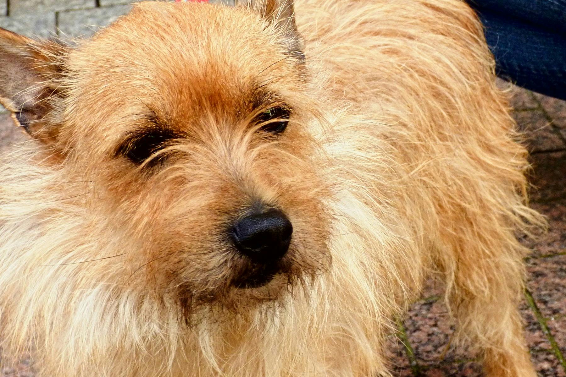 Top Dog Sitters and Boarders in Minneapolis, MN Wag!