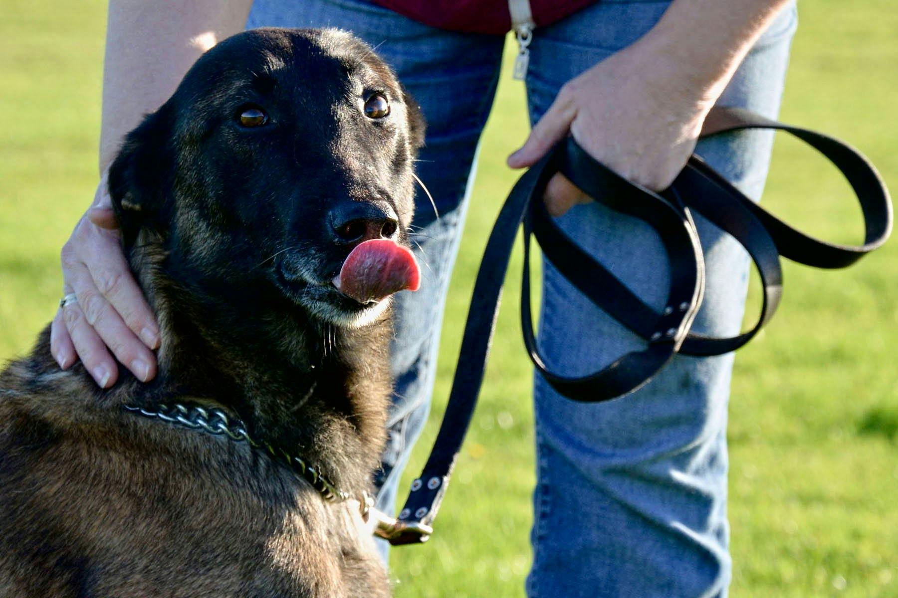 Top Dog Sitters and Boarders in Mobile, AL Wag!