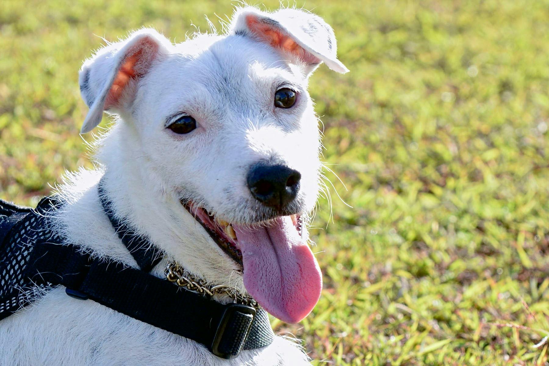 Top Dog Sitters and Boarders in Mobile, AL Wag!