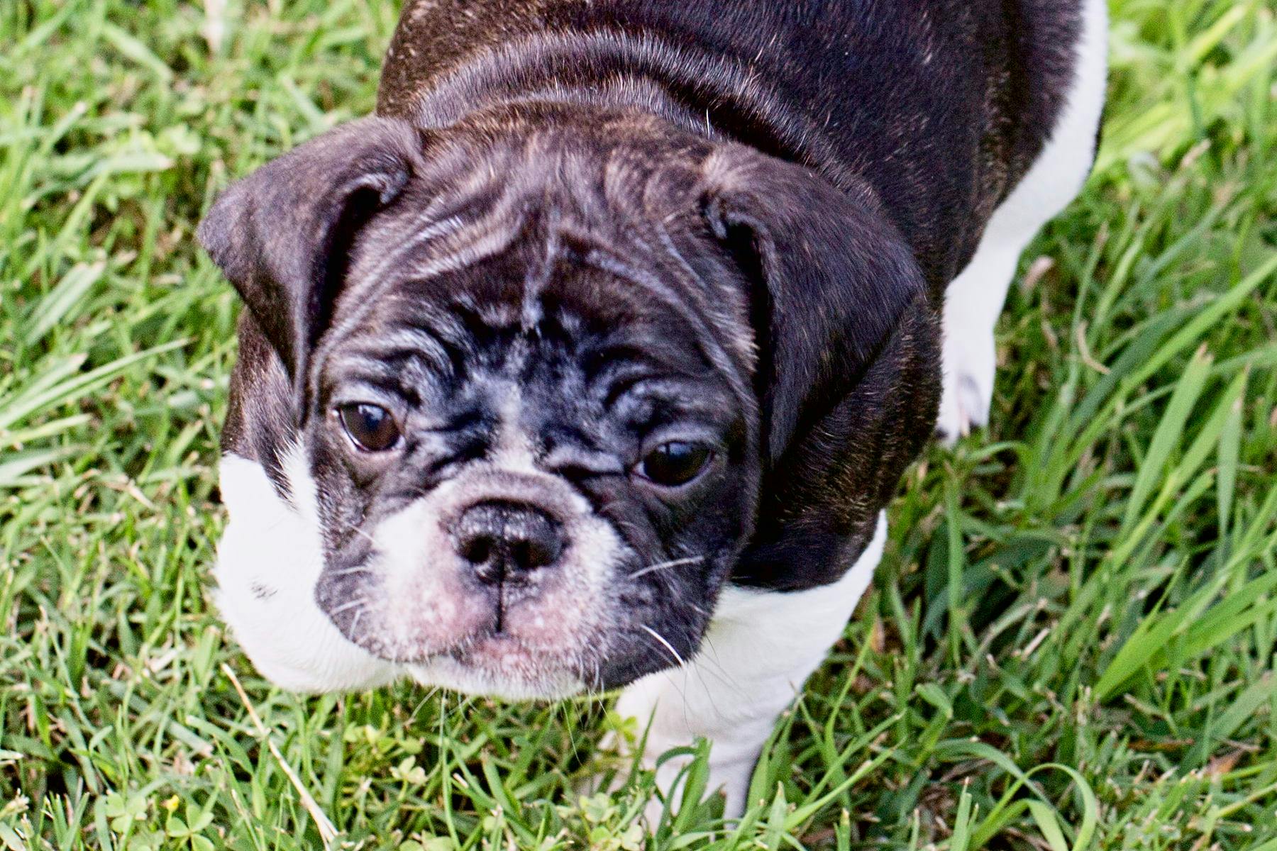 Top Dog Sitters and Boarders in New Port Richey, FL Wag!