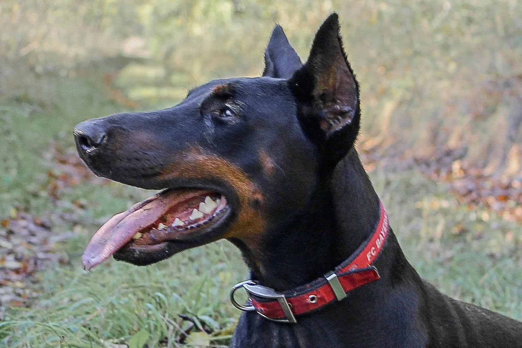 Top Dog Sitters and Boarders in Oakland, CA Wag!