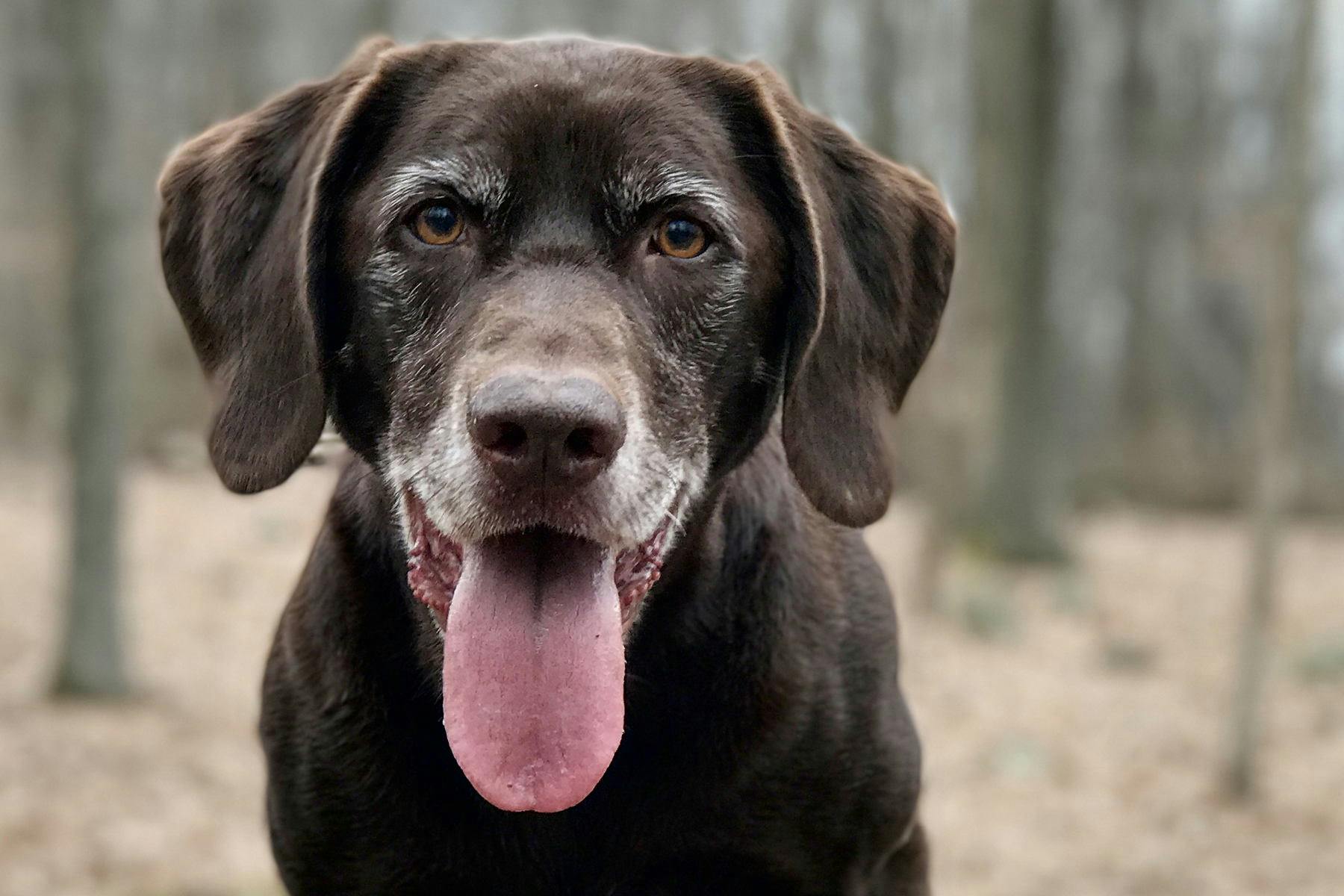 Top Dog Sitters and Boarders in Omaha, NE Wag!