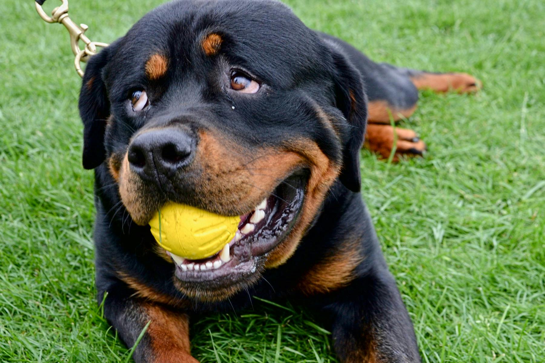 Top Dog Sitters and Boarders in Omaha, NE Wag!