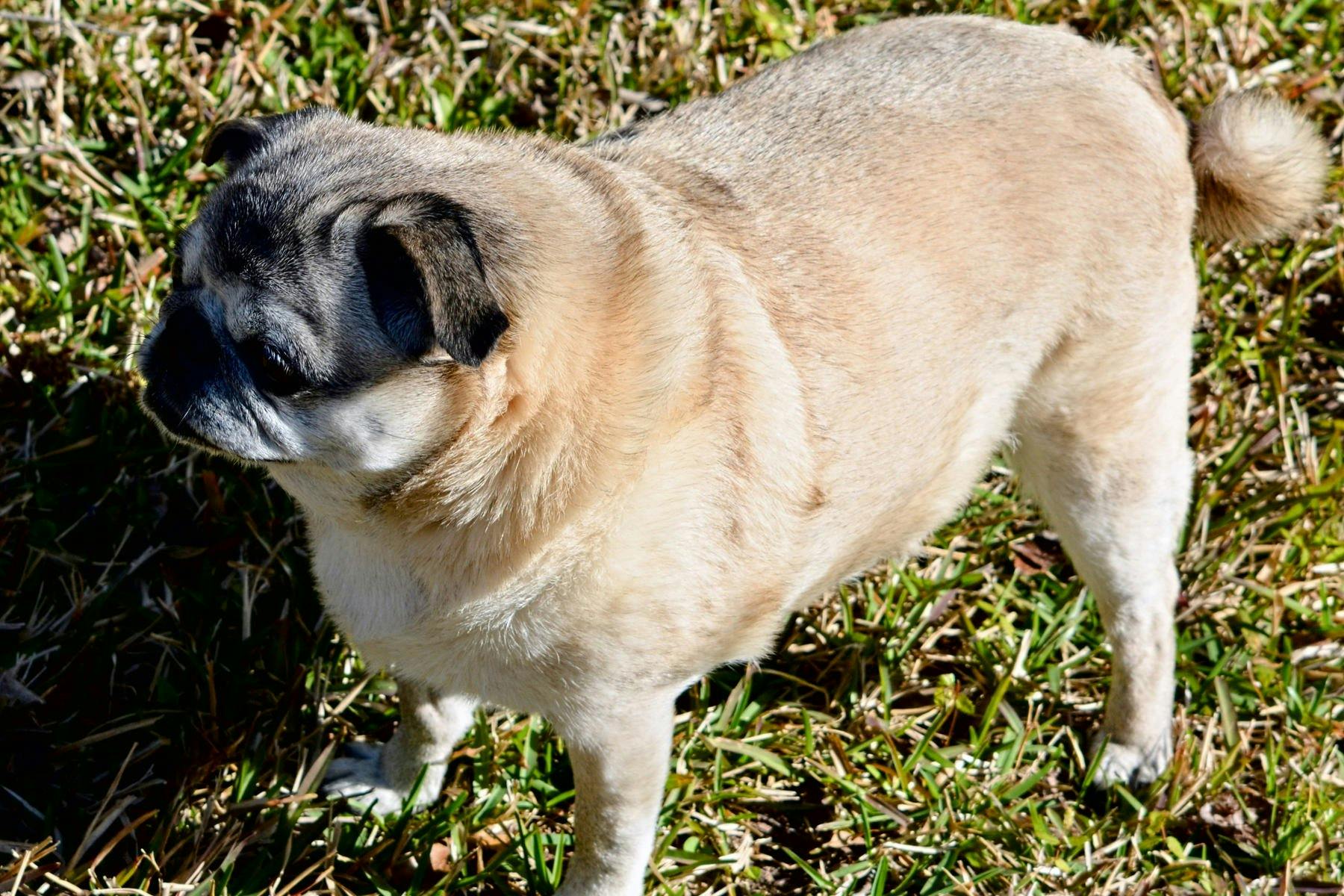 Top Dog Sitters and Boarders in Omaha, NE Wag!