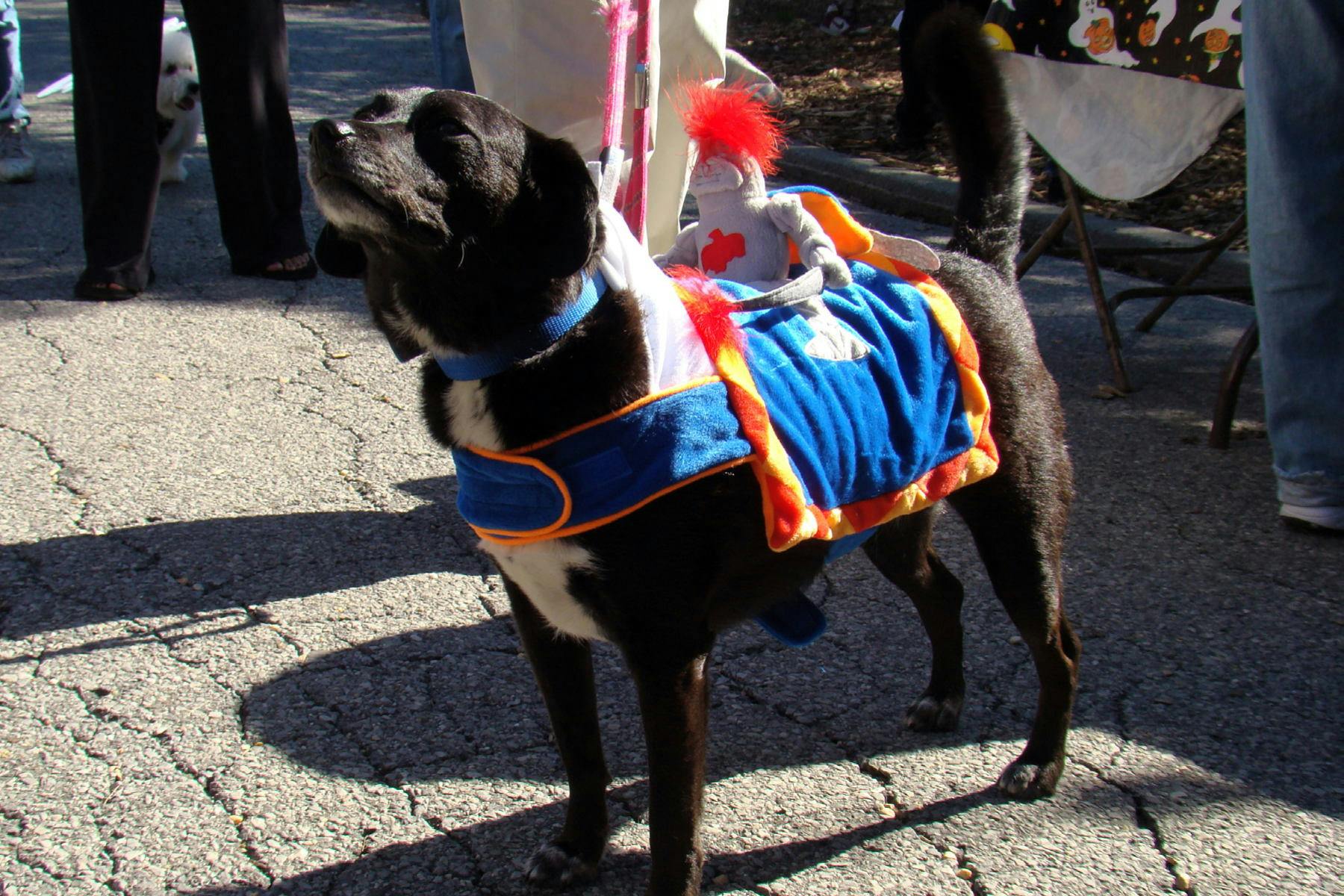 Top Dog Sitters and Boarders in Orlando, FL Wag!