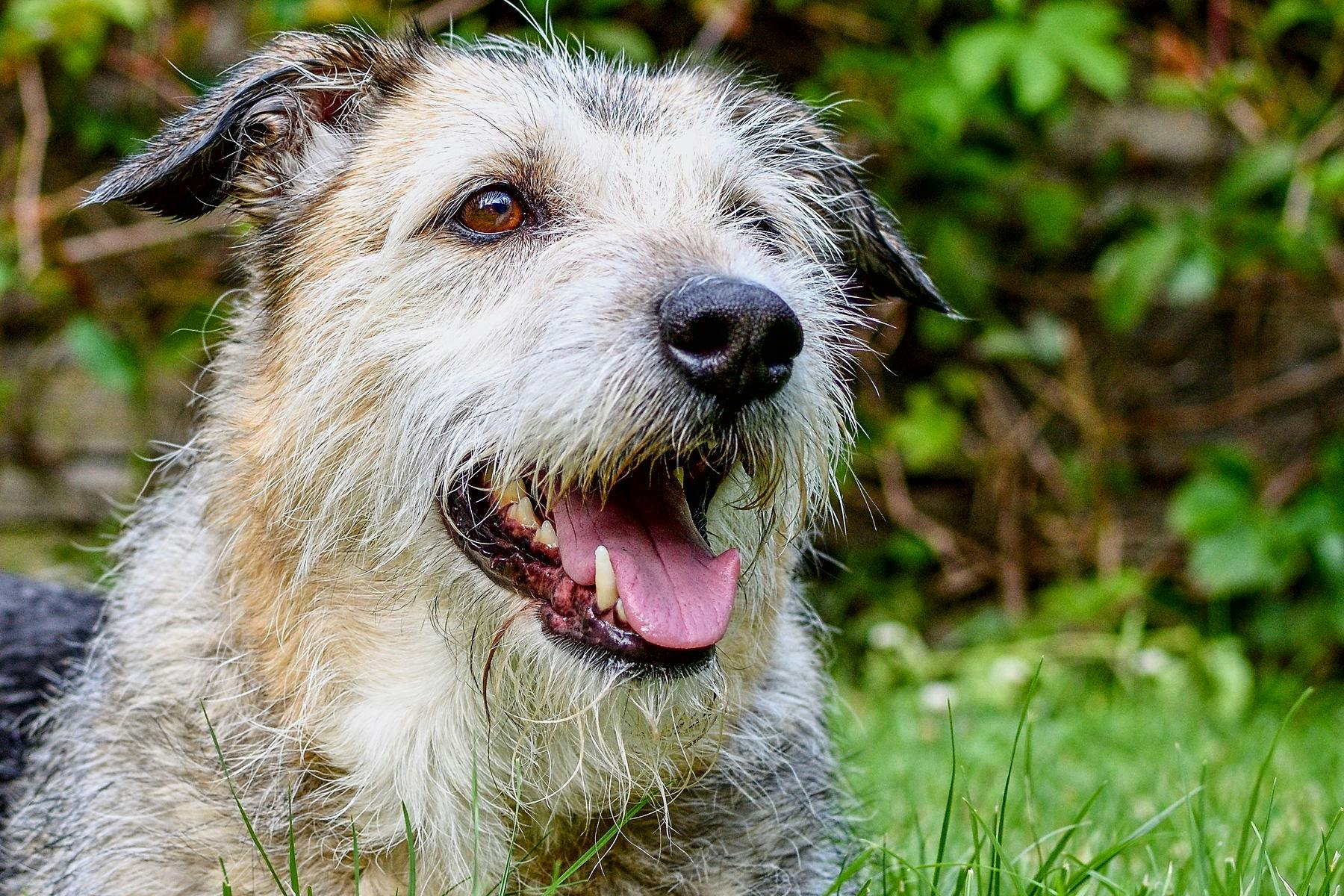 Top Dog Sitters and Boarders in Paris, KY 40361 Wag!