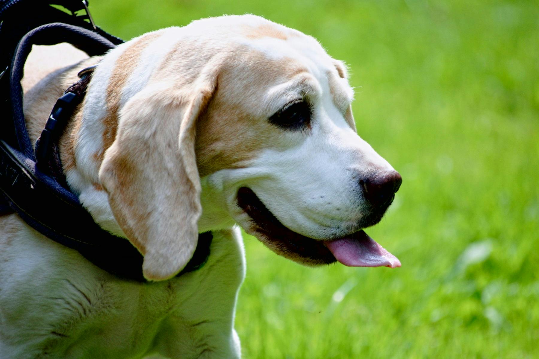 Top Dog Sitters and Boarders in Paris, KY 40361 Wag!