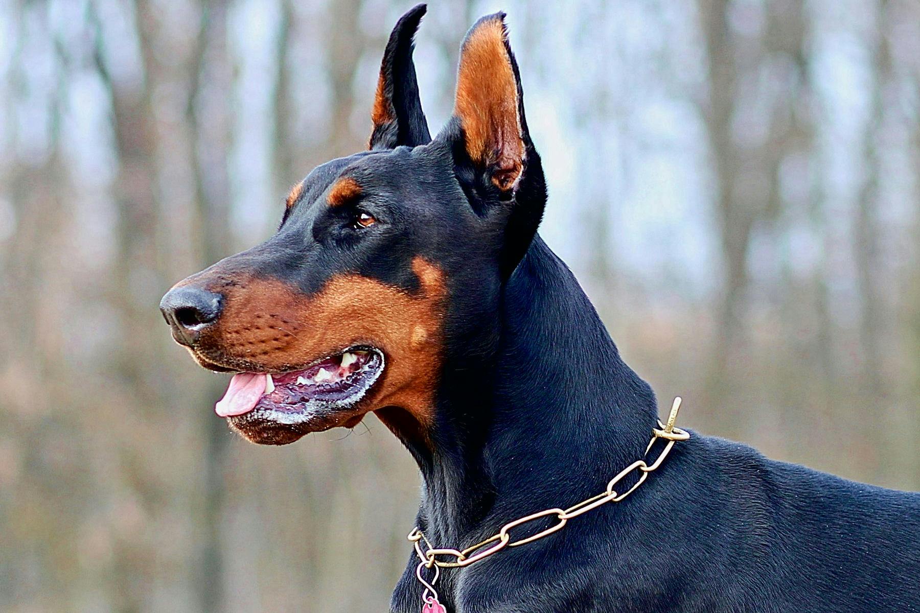 Top Dog Sitters and Boarders in Paris, KY 40361 Wag!