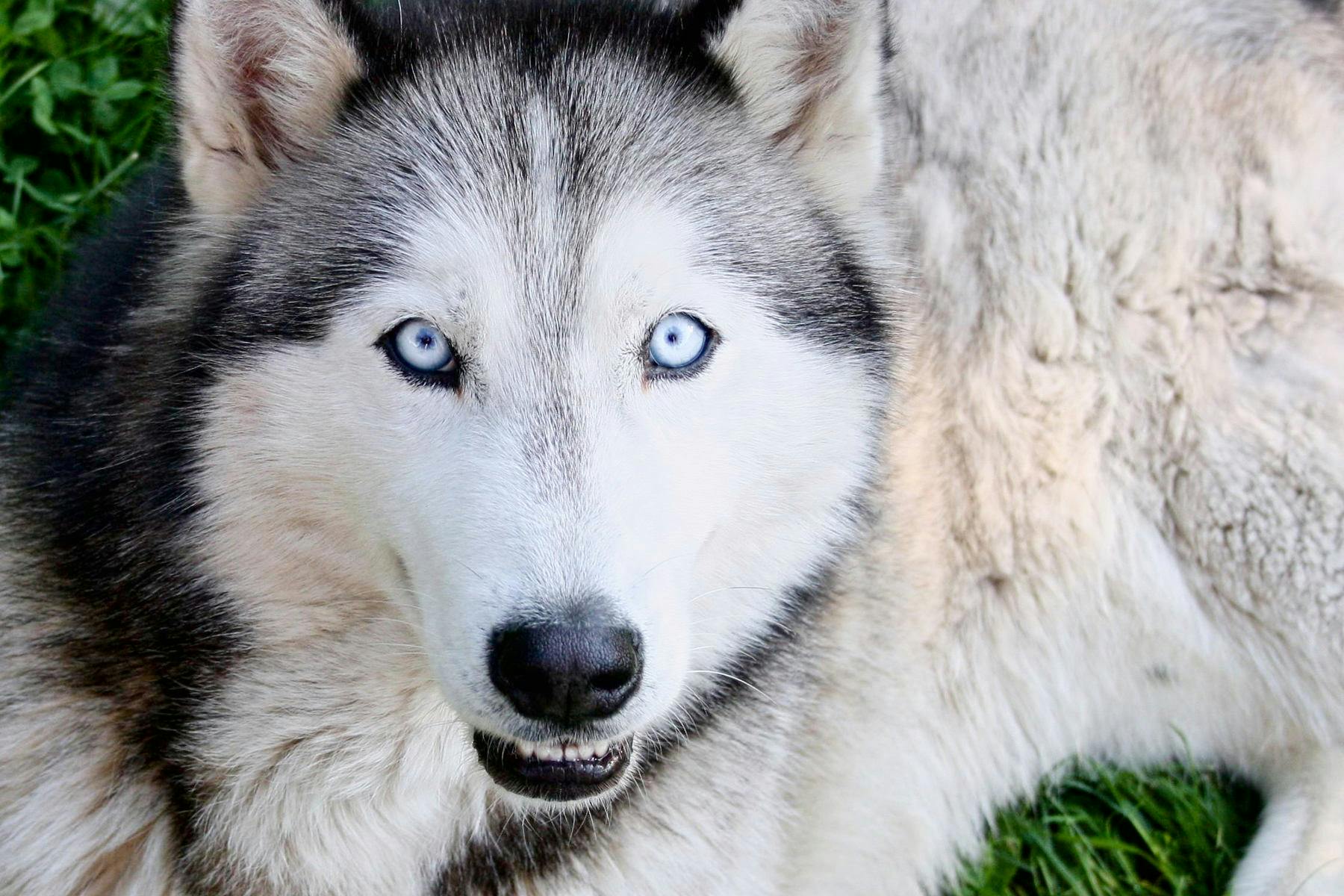 Top Dog Sitters and Boarders in Phenix City, AL Wag!