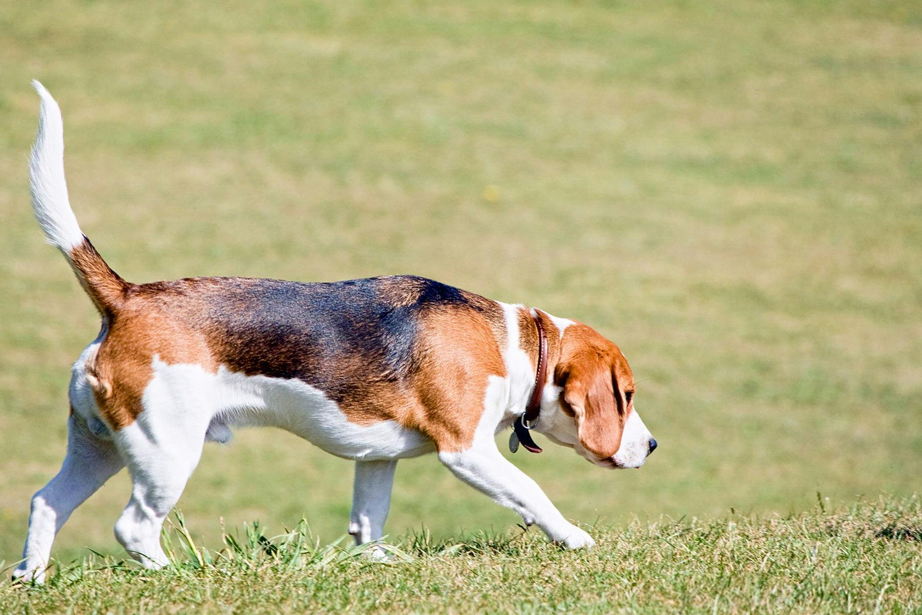 Top Dog Sitters and Boarders in Phenix City, AL Wag!