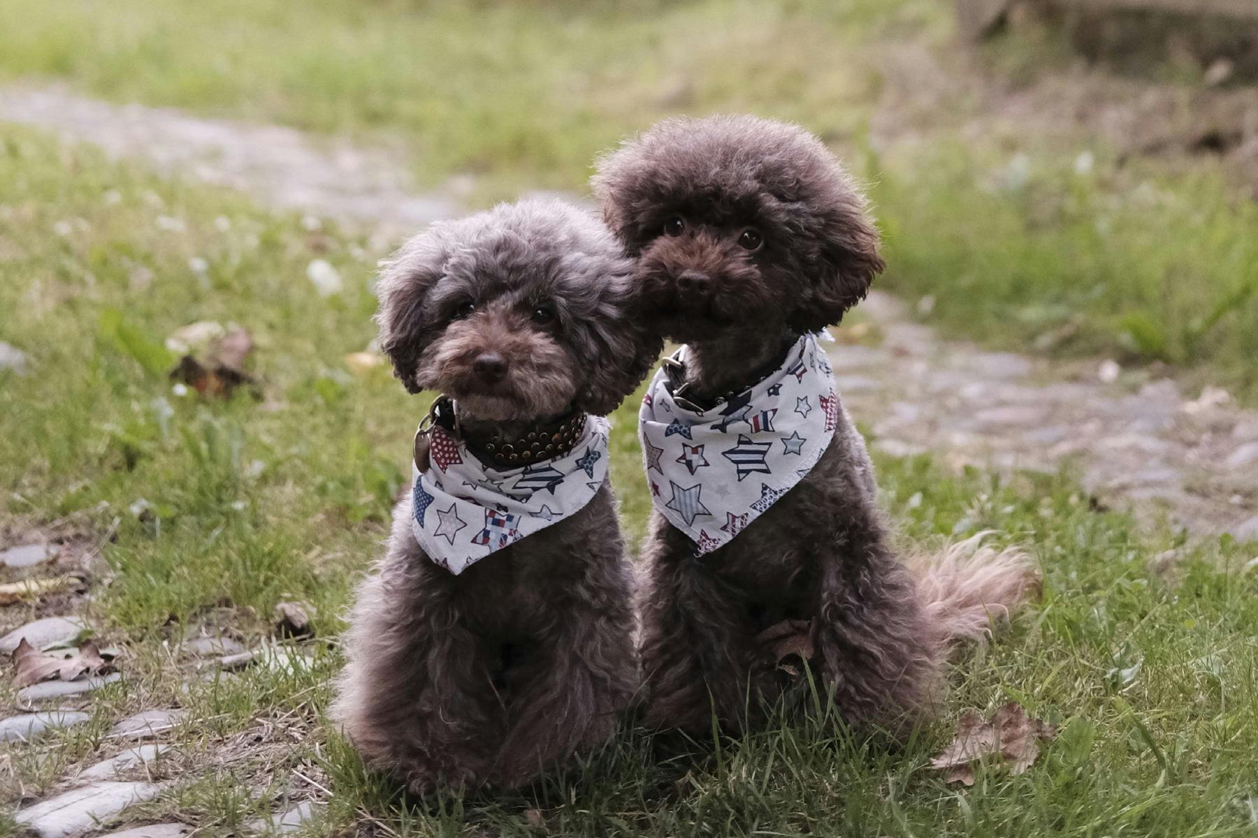 Top Dog Sitters and Boarders in Phoenix, AZ Wag!