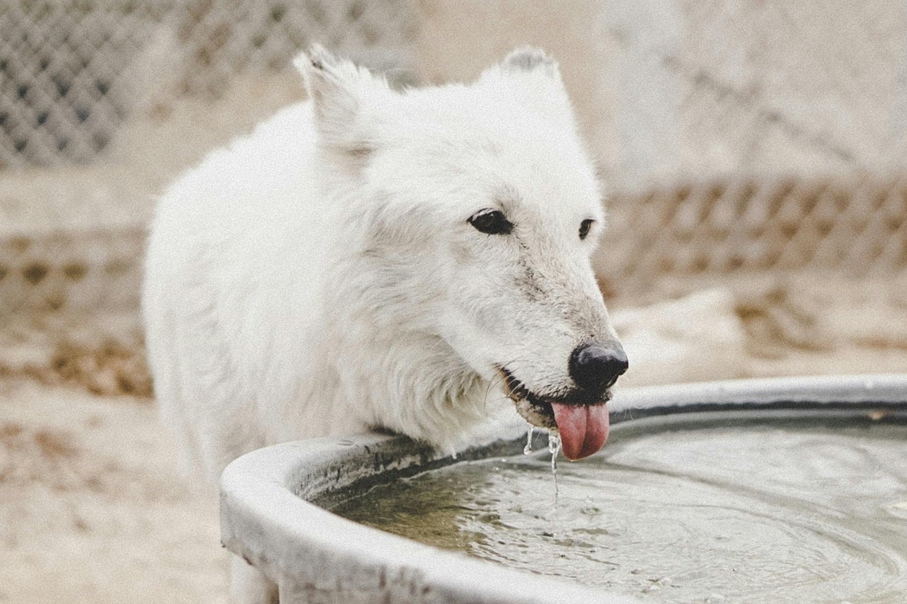 Top Dog Sitters and Boarders in Pittsburgh, PA Wag!