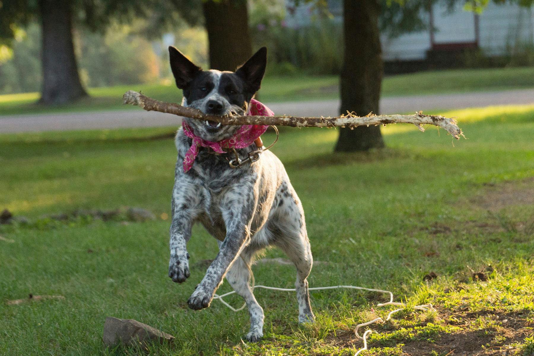 Top Dog Sitters and Boarders in Pittsburgh, PA Wag!