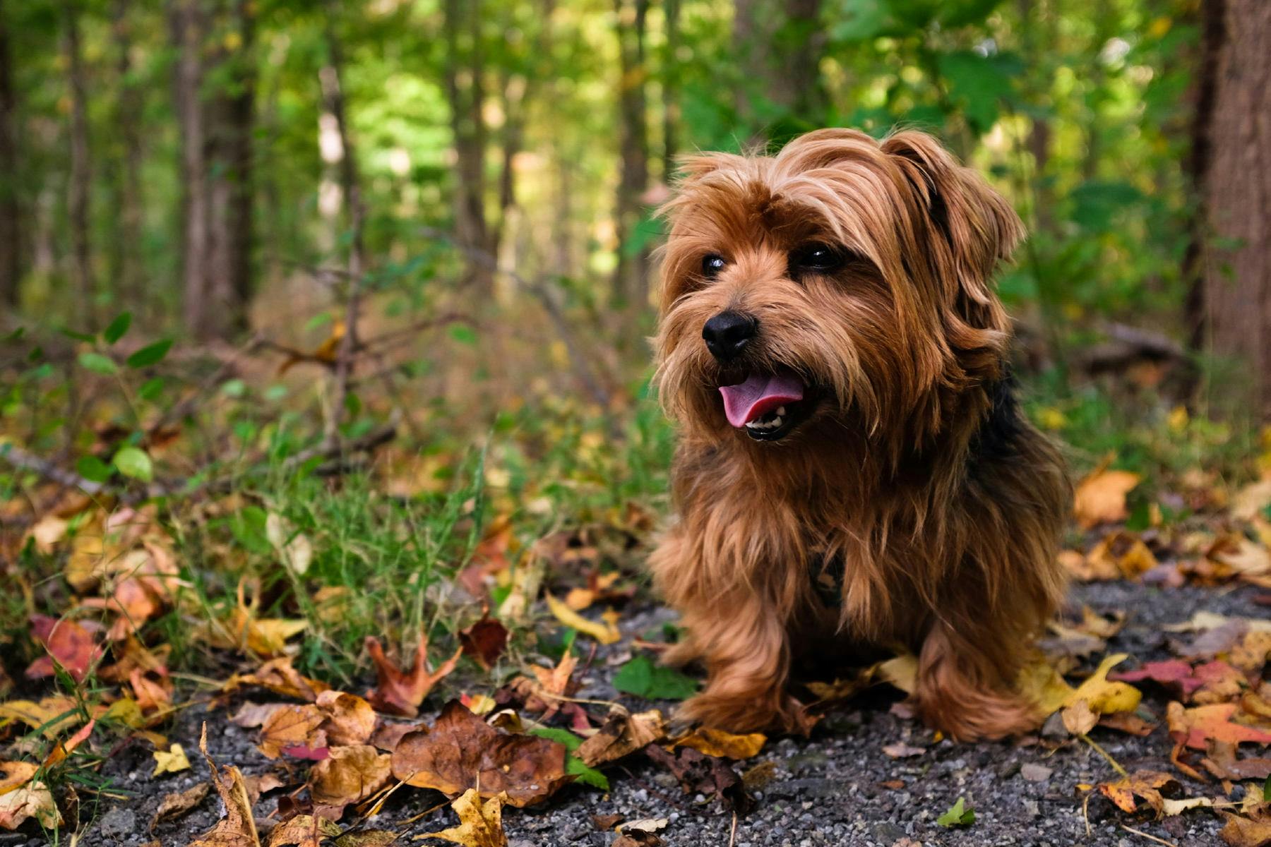 Top Dog Sitters and Boarders in Hemet, CA Wag!
