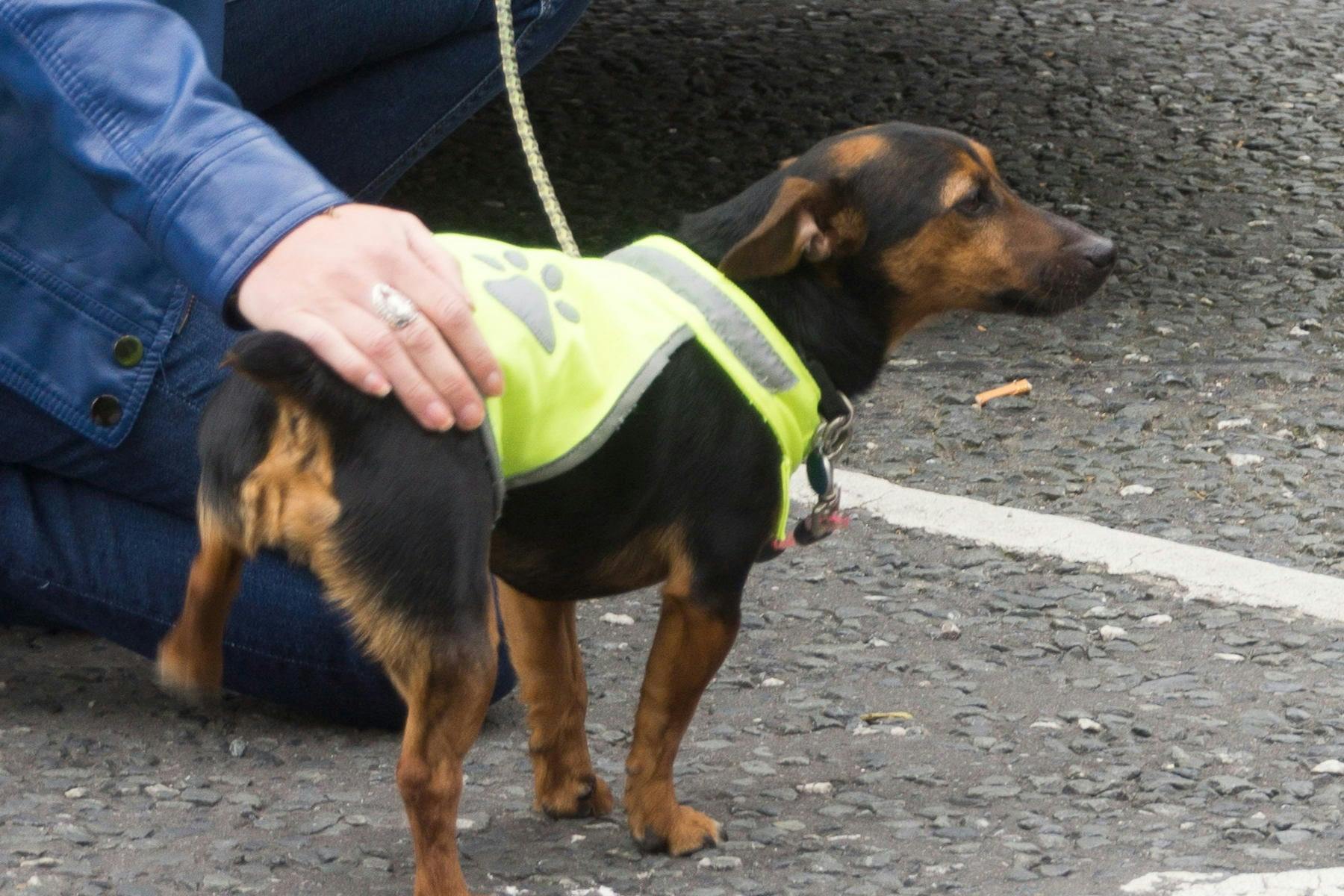 Top Dog Sitters and Boarders in Portland, OR Wag!