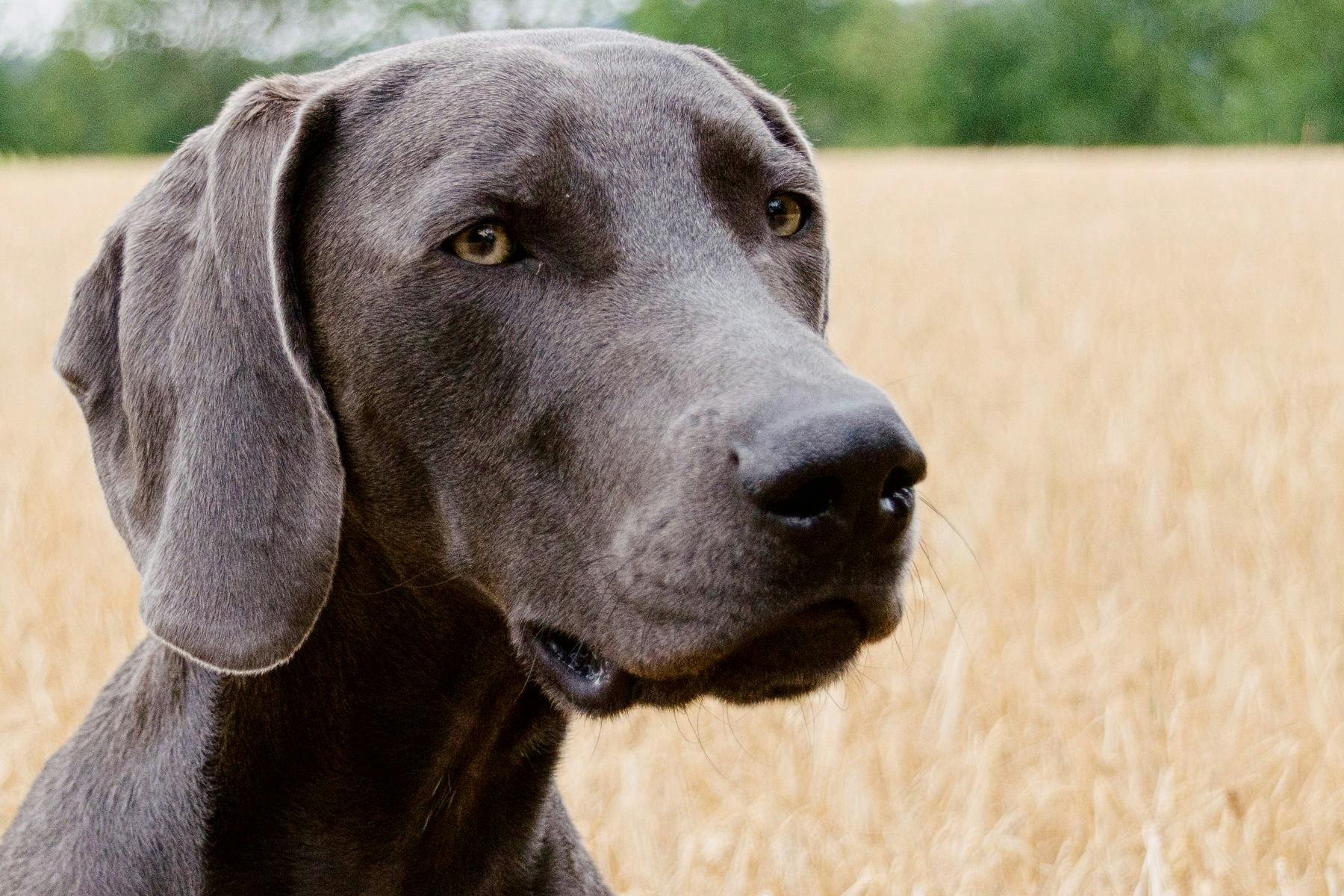 Top Dog Sitters and Boarders in Richmond, KY Wag!