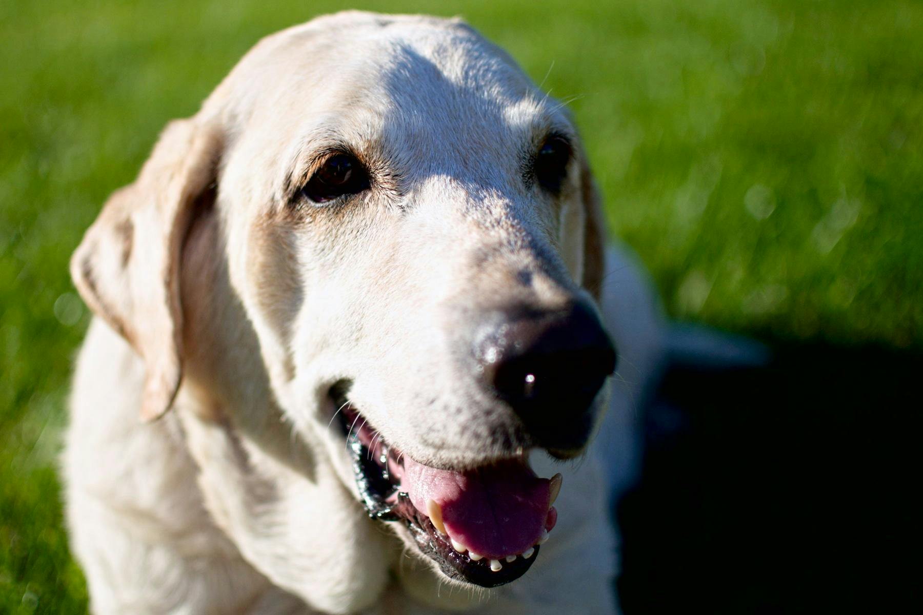 Top Dog Sitters and Boarders in Richmond, KY Wag!