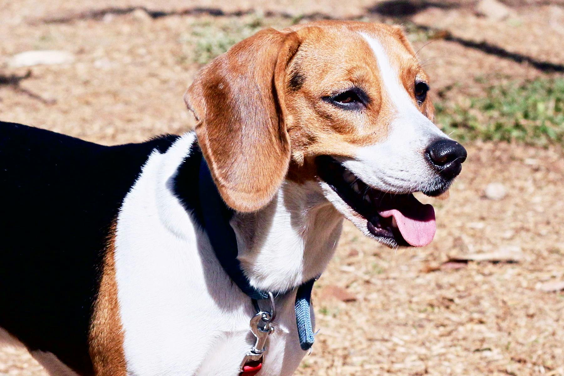 Top Dog Sitters and Boarders in St. Augustine, FL Wag!