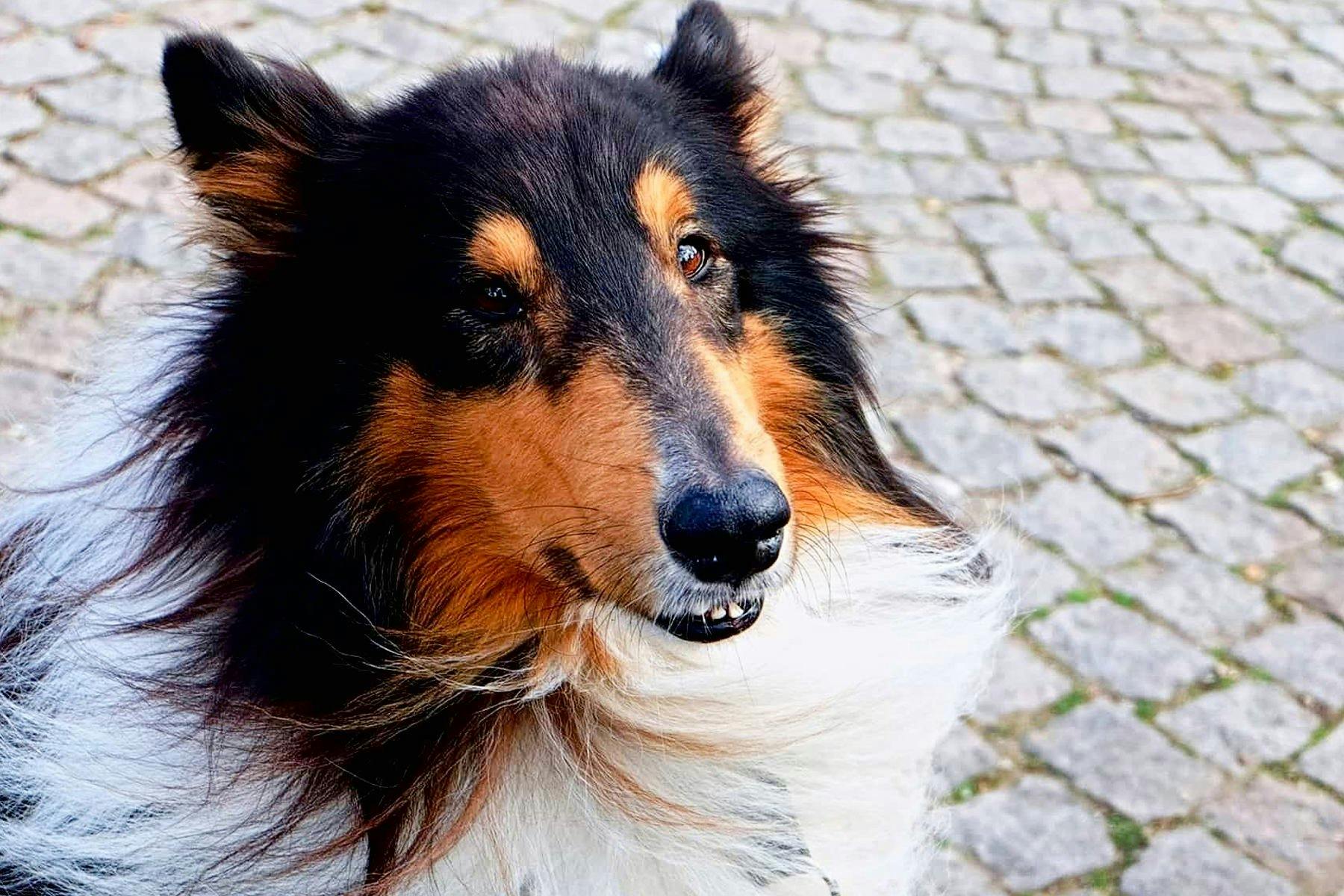 Top Dog Sitters and Boarders in St. Augustine, FL Wag!